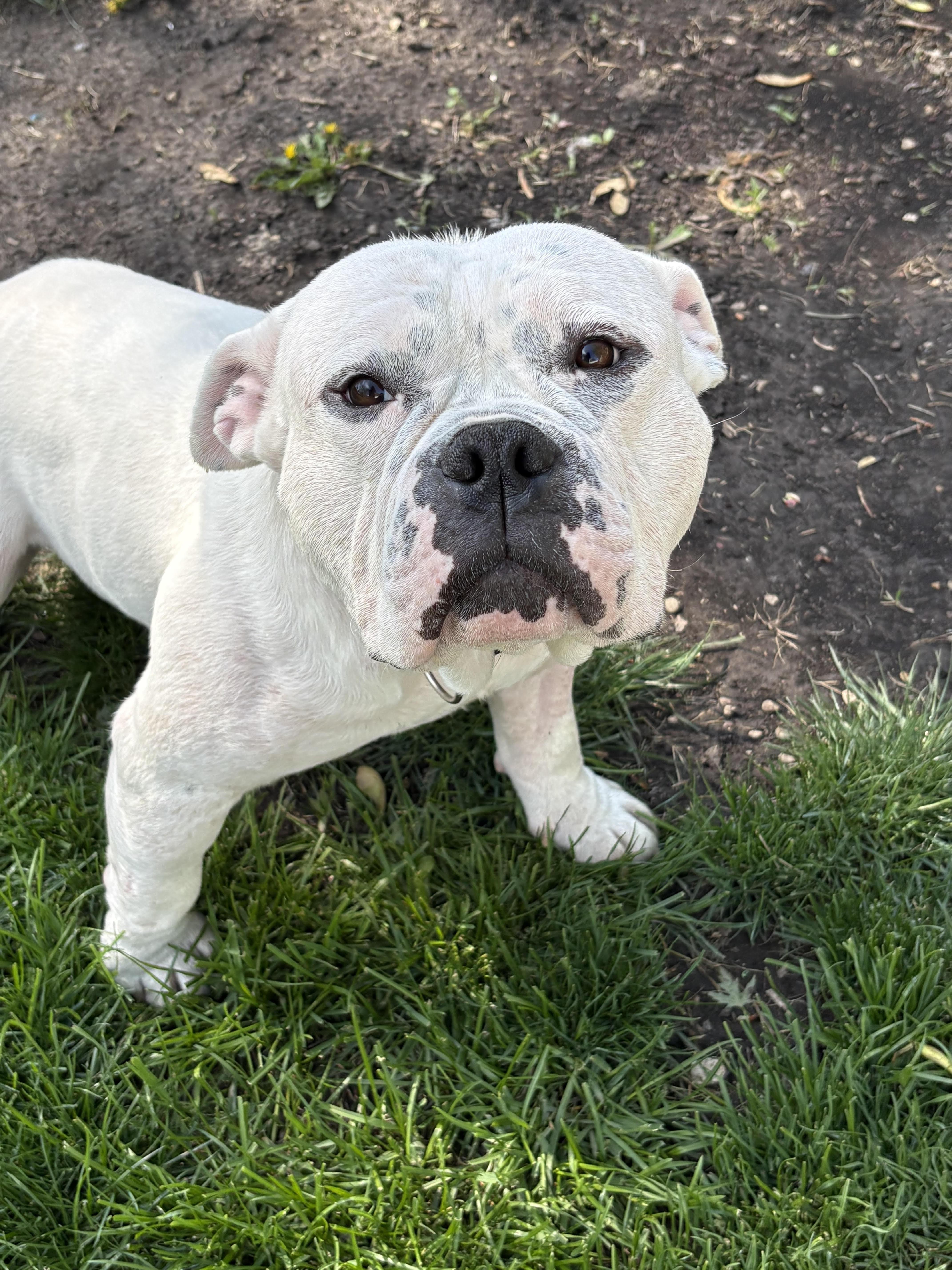 Enlarge Chop, an adoptable mixed breed in Palatine, IL image 2/5