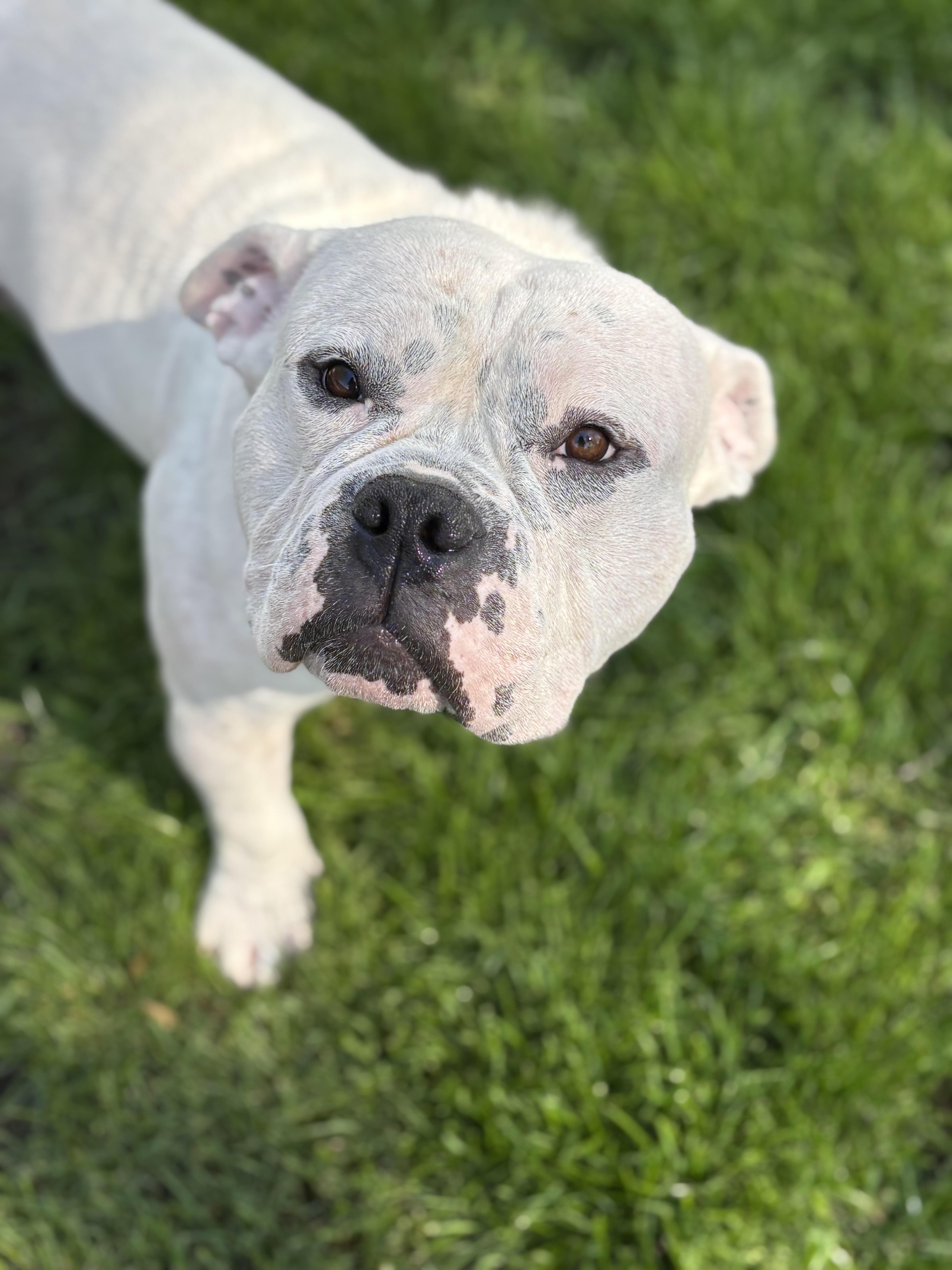 Enlarge Chop, an adoptable mixed breed in Palatine, IL image 5/5