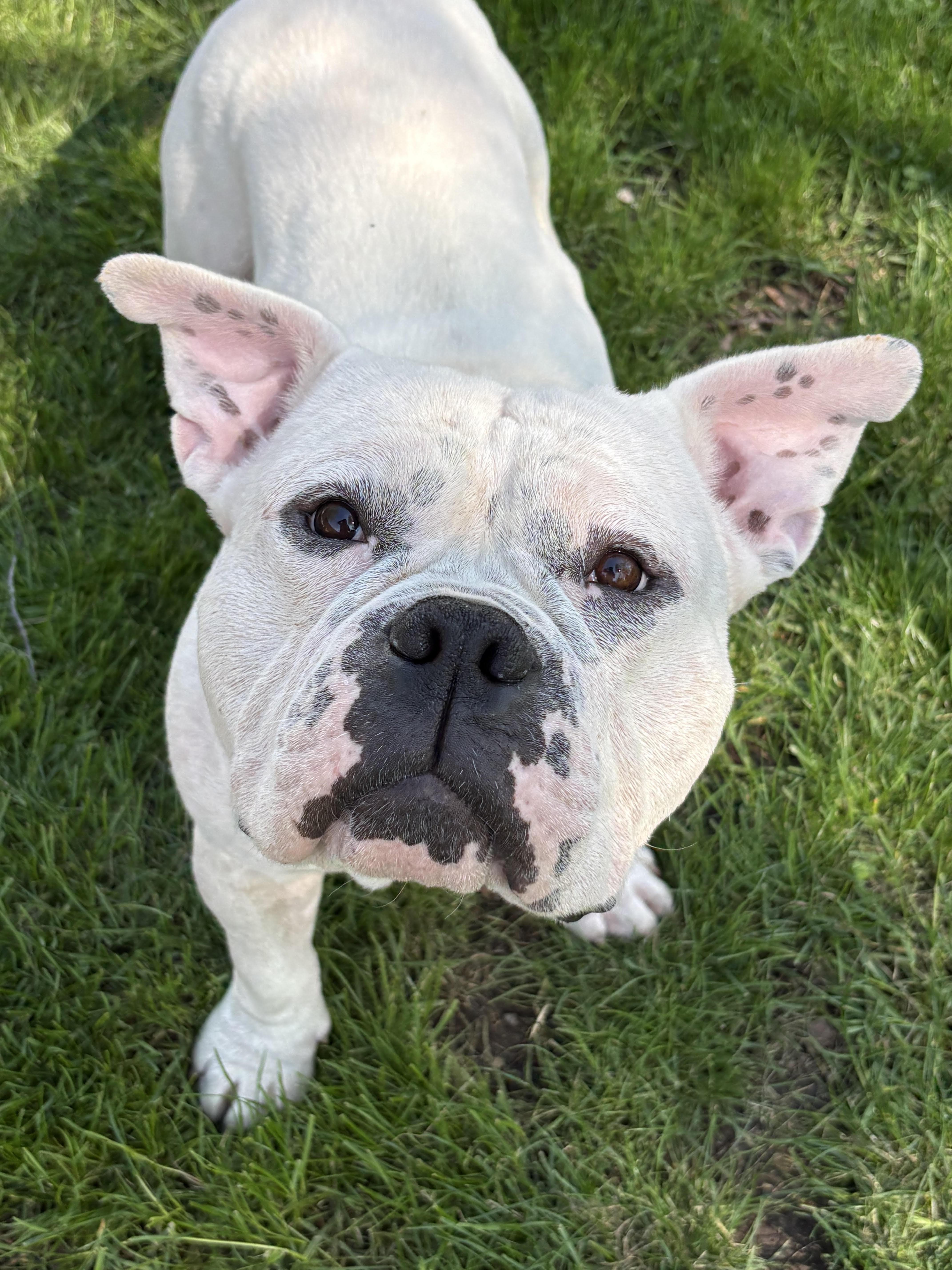 Chop, adoptable, Young Male Pit Bull Terrier & Mixed Breed.