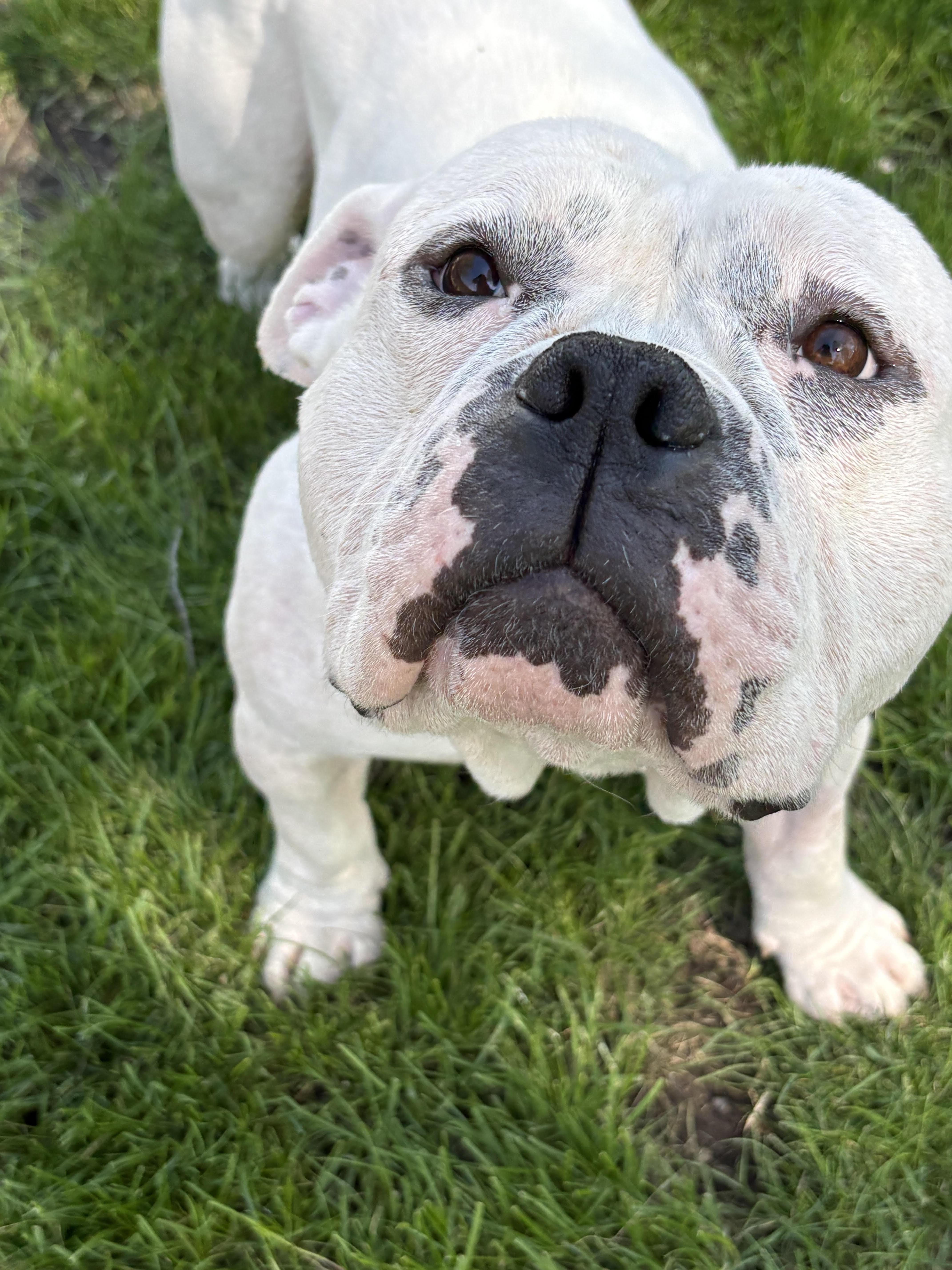 Enlarge Chop, an adoptable mixed breed in Palatine, IL image 4/5