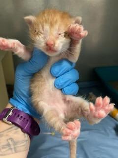 Hops, Adoptable, Kitten Male Domestic Short Hair.