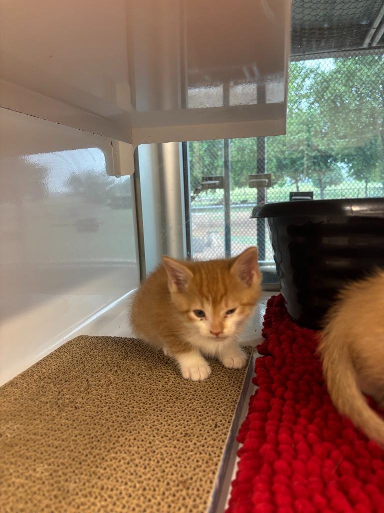 Enlarge Hops, a Adoptable Domestic Short Hair in Mustang, OK image 2/2