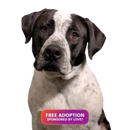 Enlarge Gingersnap, a Adoptable mixed breed in Reno, NV image 1/1