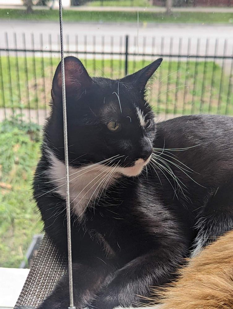 Enlarge Dianna, a Adoptable Domestic Short Hair in Chicago, IL image 1/6
