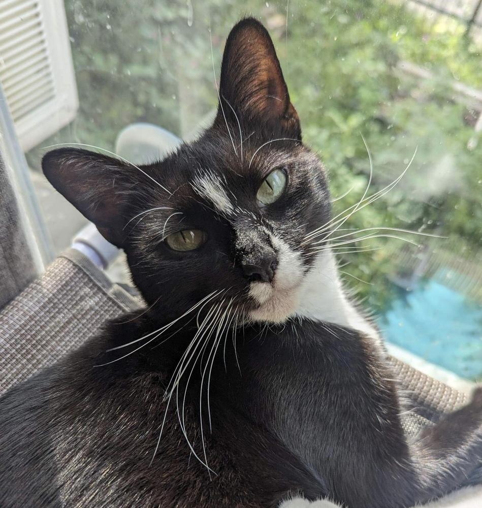 Dianna, Adoptable, Adult Female Domestic Short Hair.