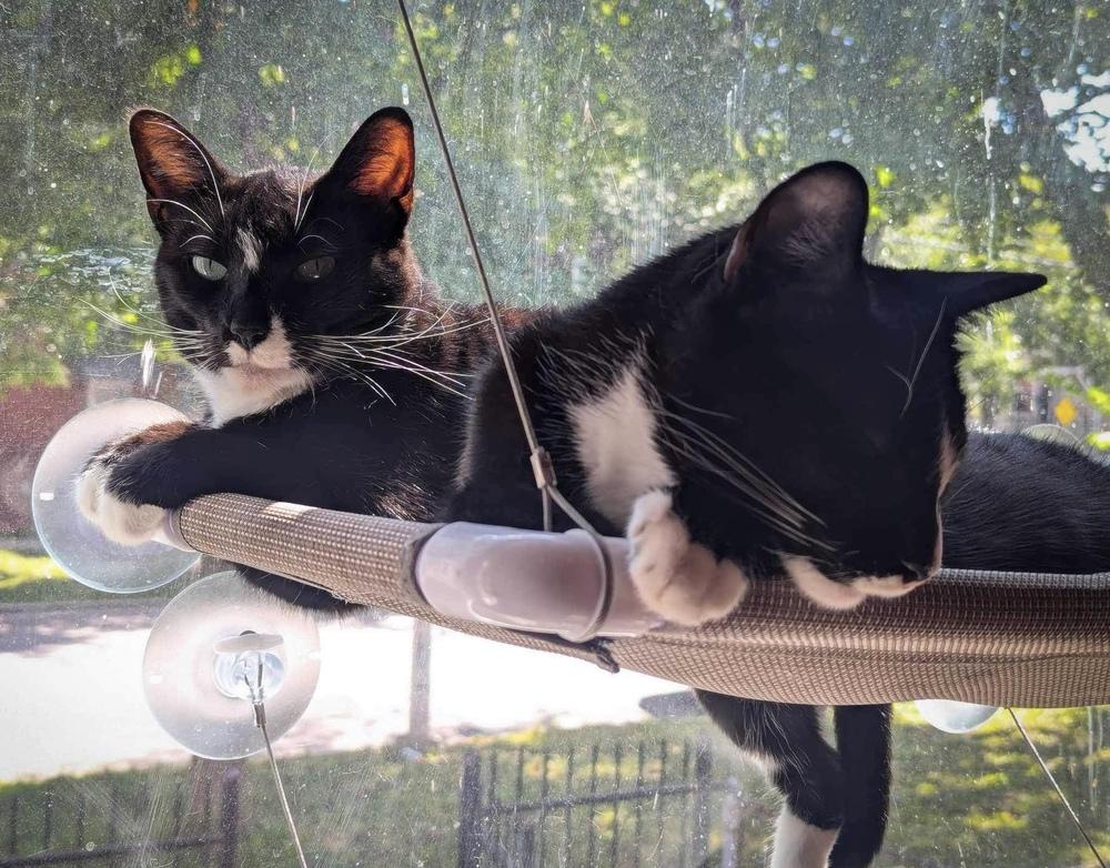 Enlarge Dianna, a Adoptable Domestic Short Hair in Chicago, IL image 2/6