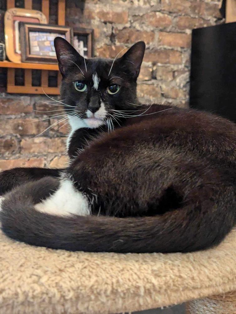 Enlarge Dianna, a Adoptable Domestic Short Hair in Chicago, IL image 3/6