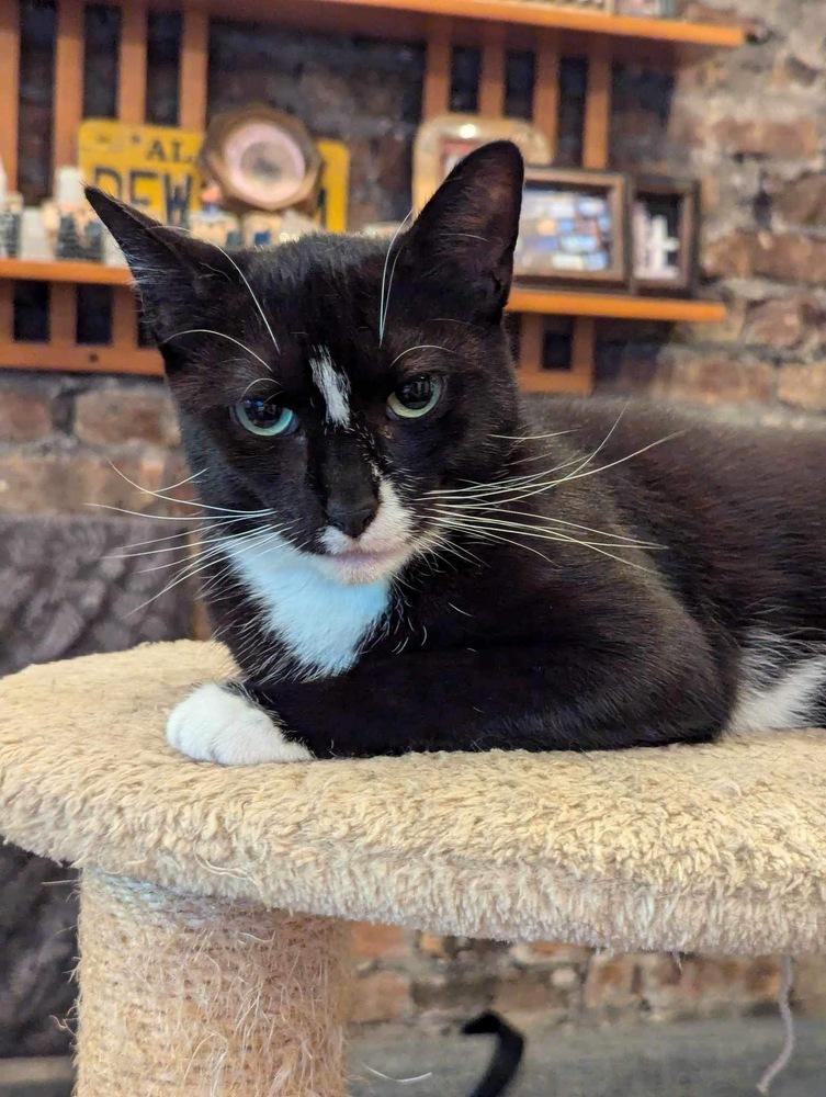 Enlarge Dianna, a Adoptable Domestic Short Hair in Chicago, IL image 6/6