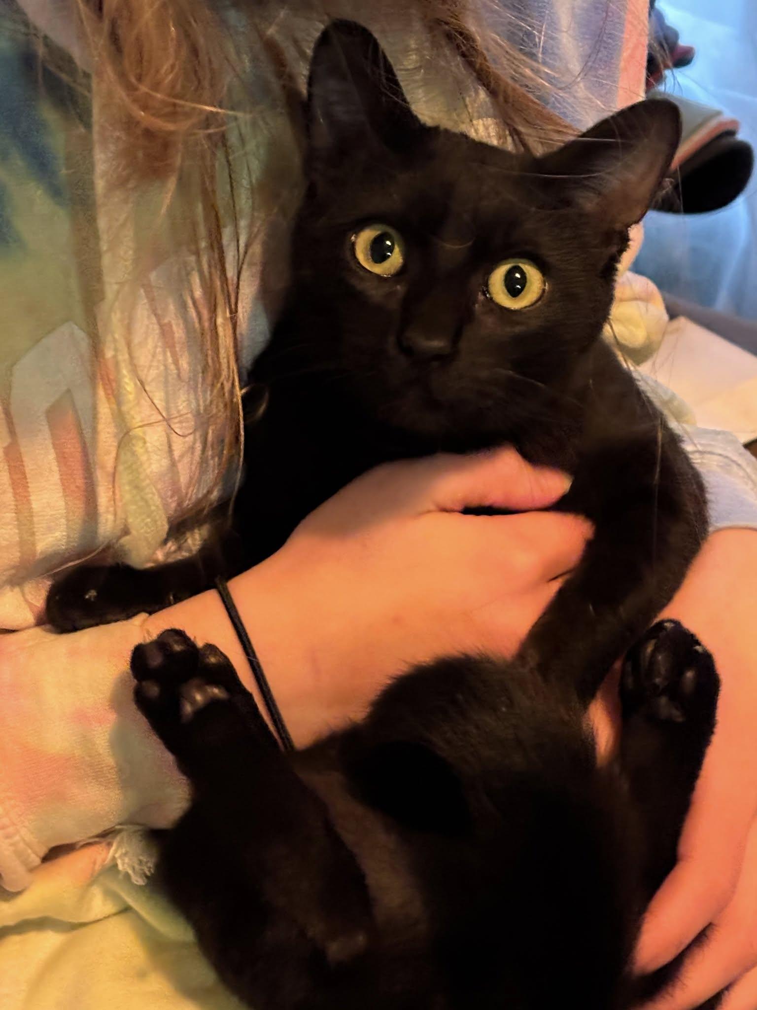 Pip, Adoptable, Young Female Domestic Short Hair.