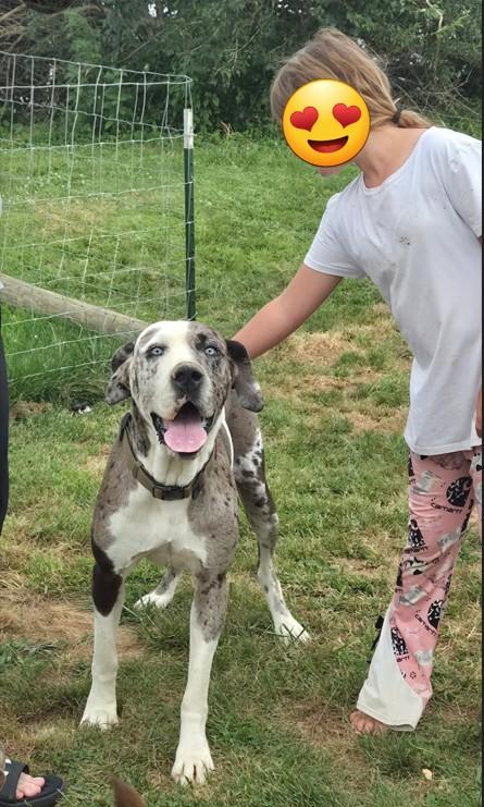 Enlarge Zarina, a ADOPTABLE Great Dane in Catlettsburg, KY image 2/6