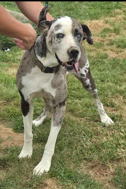 Enlarge Zarina, a ADOPTABLE Great Dane in Catlettsburg, KY image 6/6