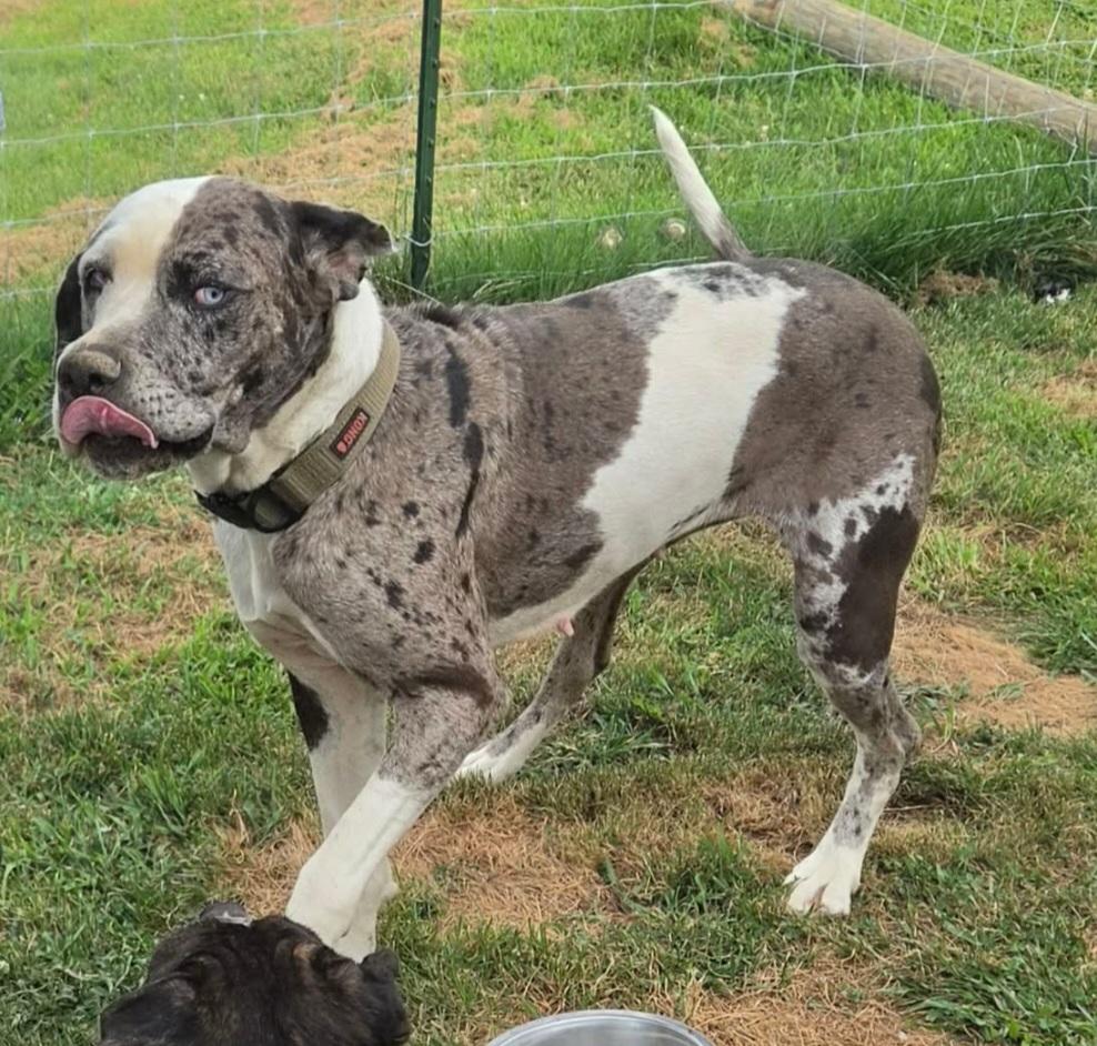 Enlarge Zarina, a ADOPTABLE Great Dane in Catlettsburg, KY image 5/6