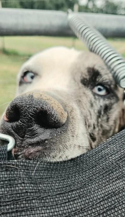 Zarina, ADOPTABLE, Adult Female Great Dane.