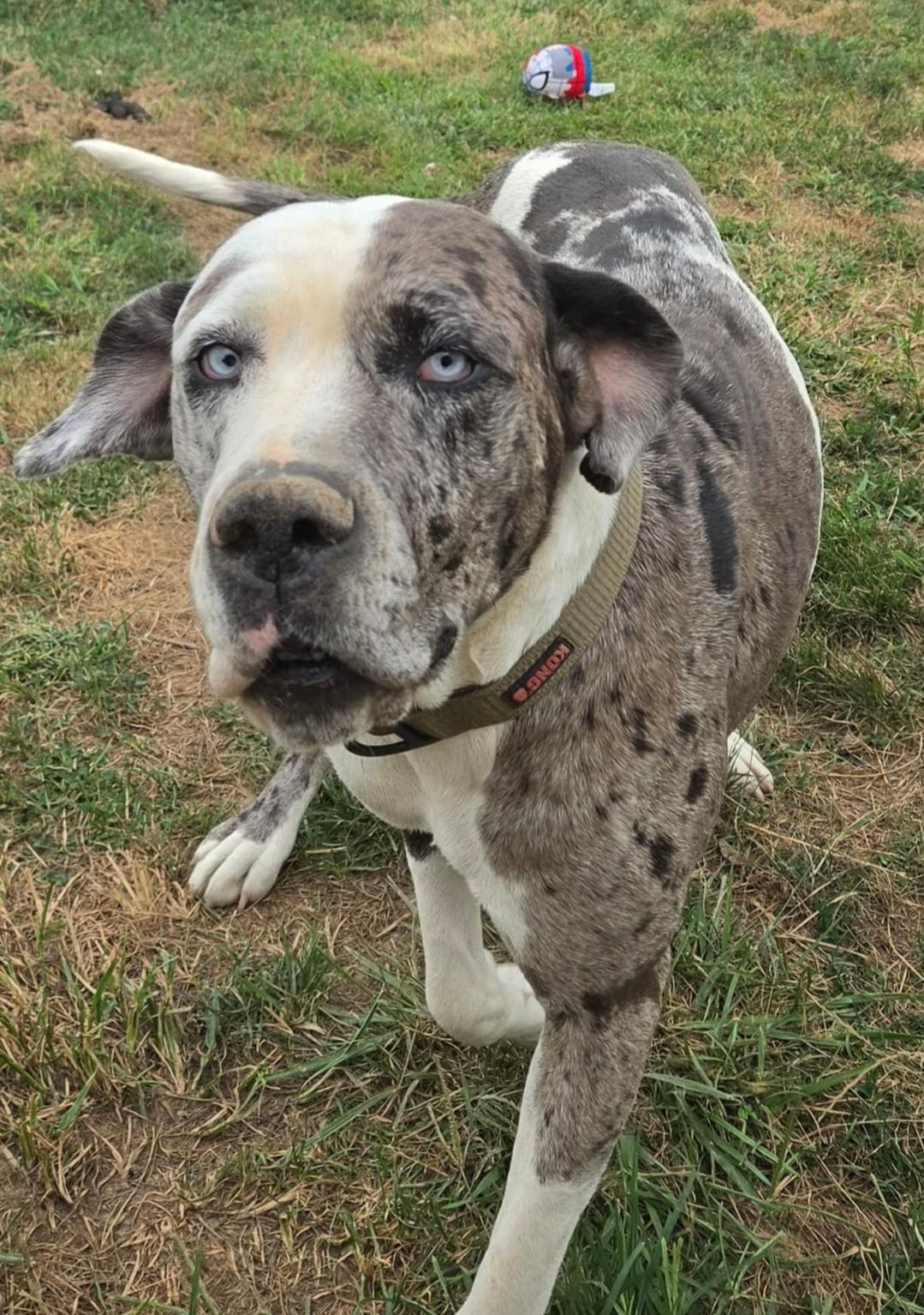 Enlarge Zarina, a ADOPTABLE Great Dane in Catlettsburg, KY image 3/6