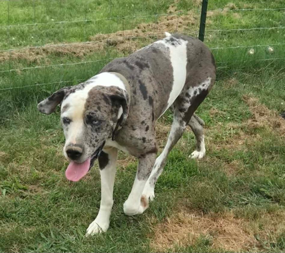 Enlarge Zarina, a ADOPTABLE Great Dane in Catlettsburg, KY image 4/6