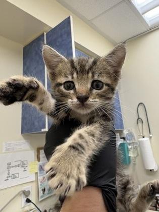 Little Girl, an adopted Domestic Short Hair in Charleston, SC image 2/2