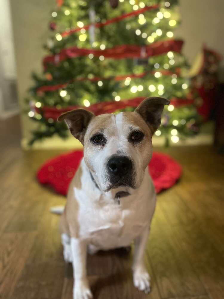 Enlarge Maybell, a Adoptable American Bulldog in Milton, FL image 2/6