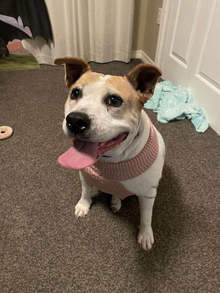 Enlarge Maybell, a Adoptable American Bulldog in Milton, FL image 5/6