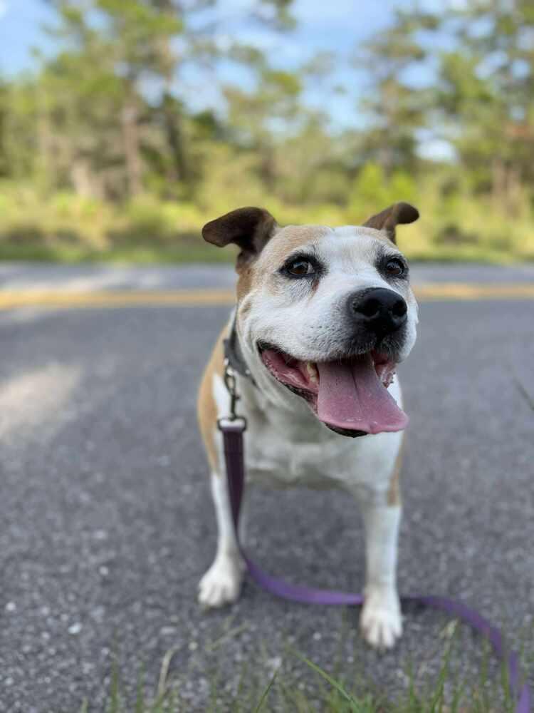 Enlarge Maybell, a Adoptable American Bulldog in Milton, FL image 6/6