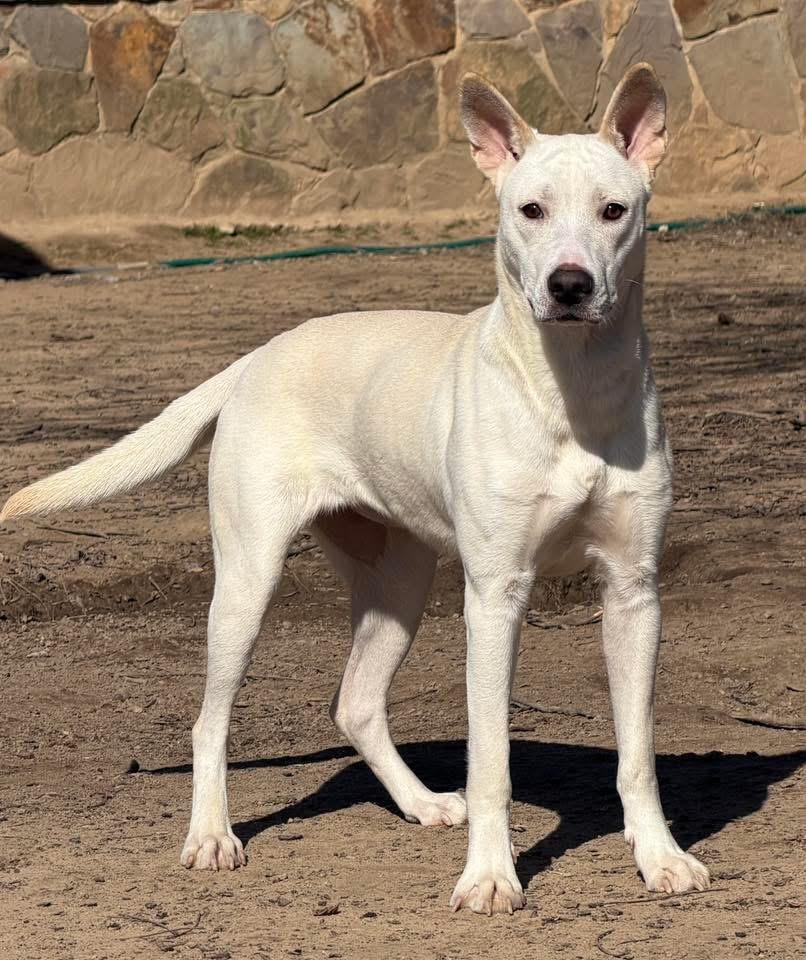 Sati, a Adoptable mixed breed in Quakertown , PA image 3/6