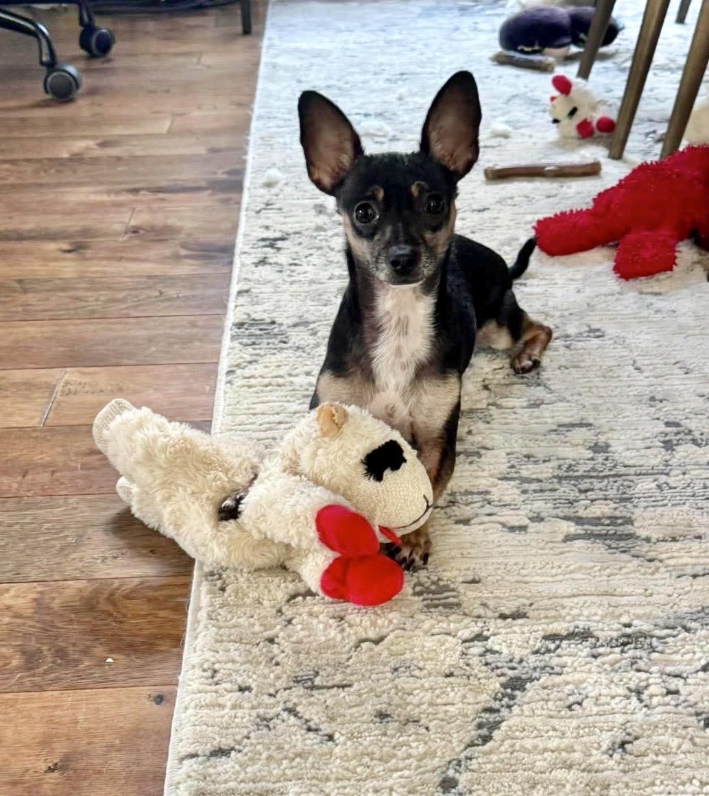 Myla, ADOPTABLE, Young Female Chihuahua.