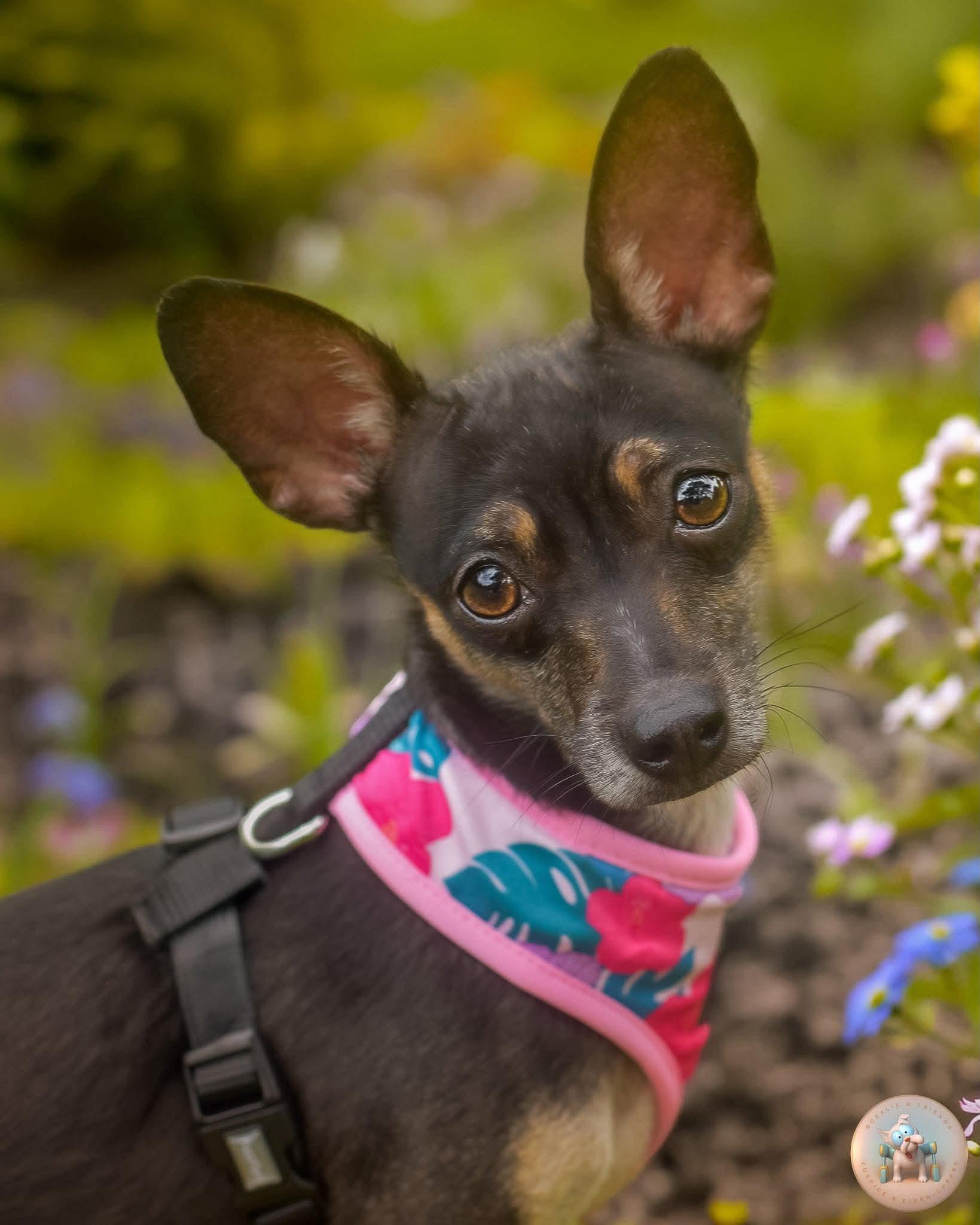 Enlarge Myla, an adoptable mixed breed in Milton, FL image 1/6