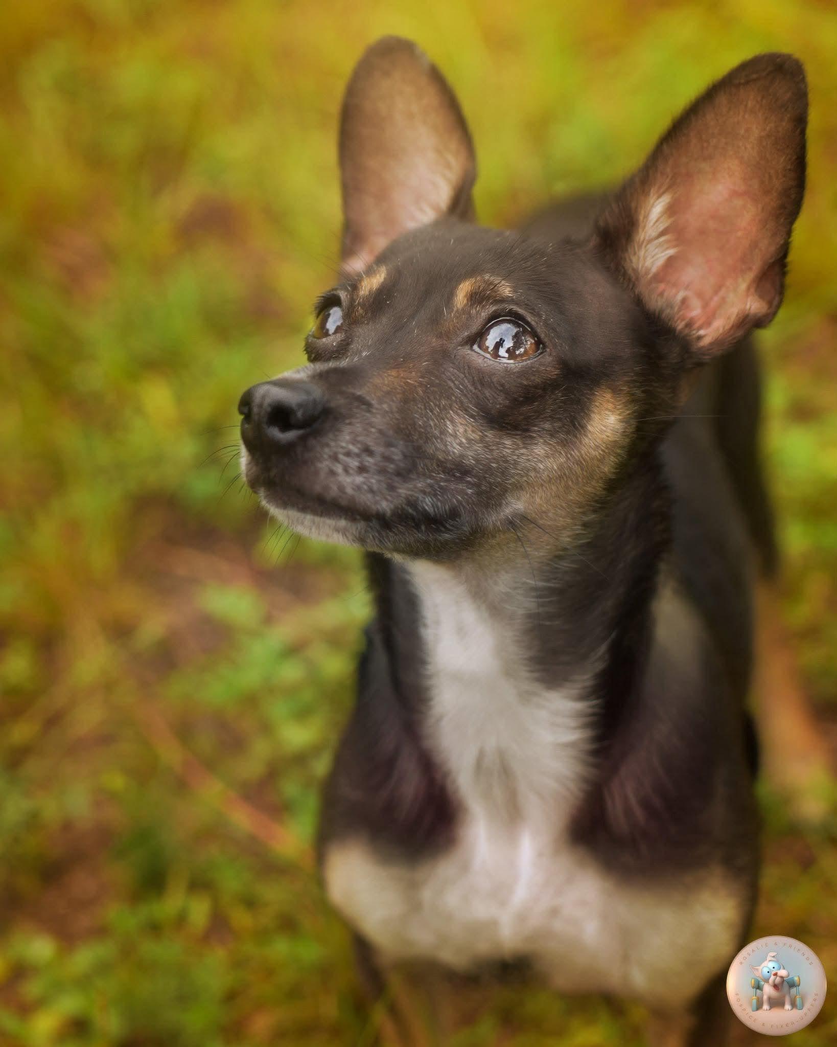 Enlarge Myla, an adoptable mixed breed in Milton, FL image 5/6