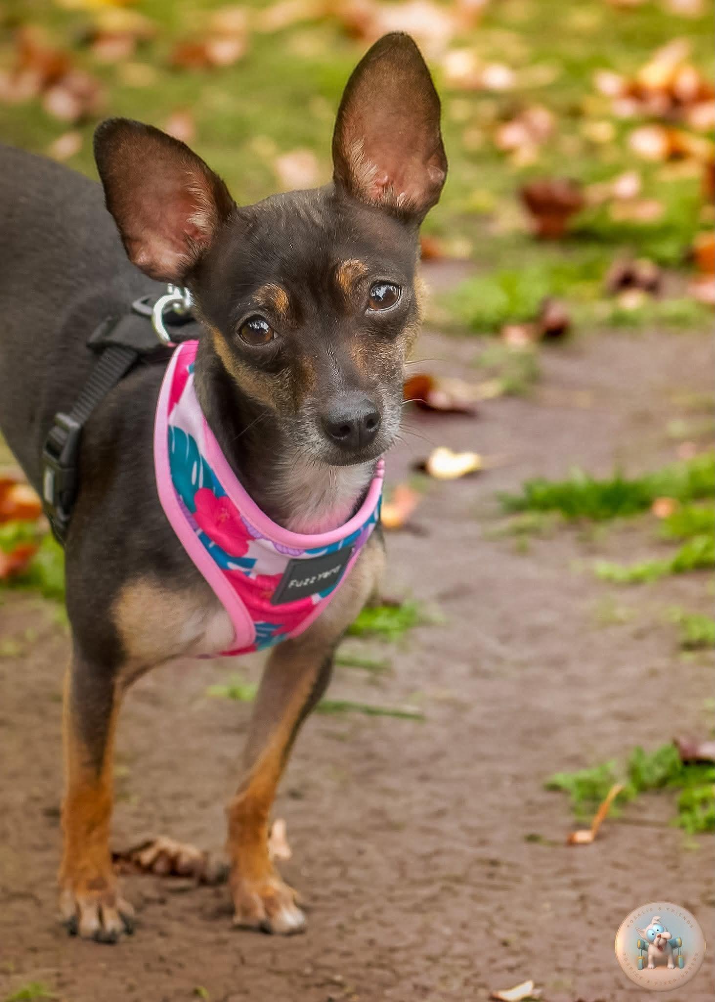 Enlarge Myla, an adoptable mixed breed in Milton, FL image 4/6