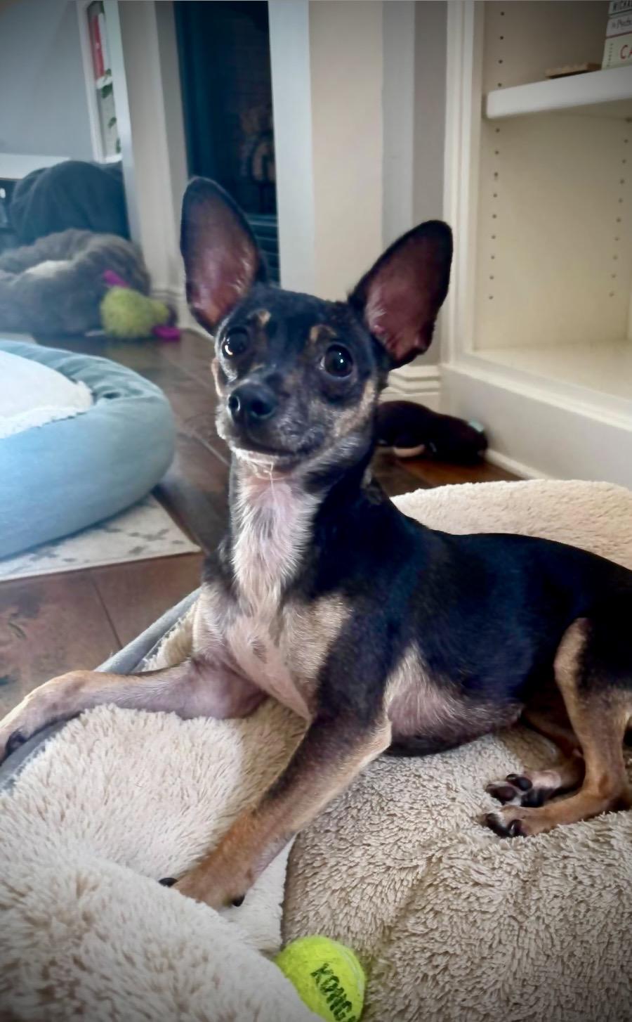 Enlarge Myla, a ADOPTABLE mixed breed in Milton, FL image 3/3