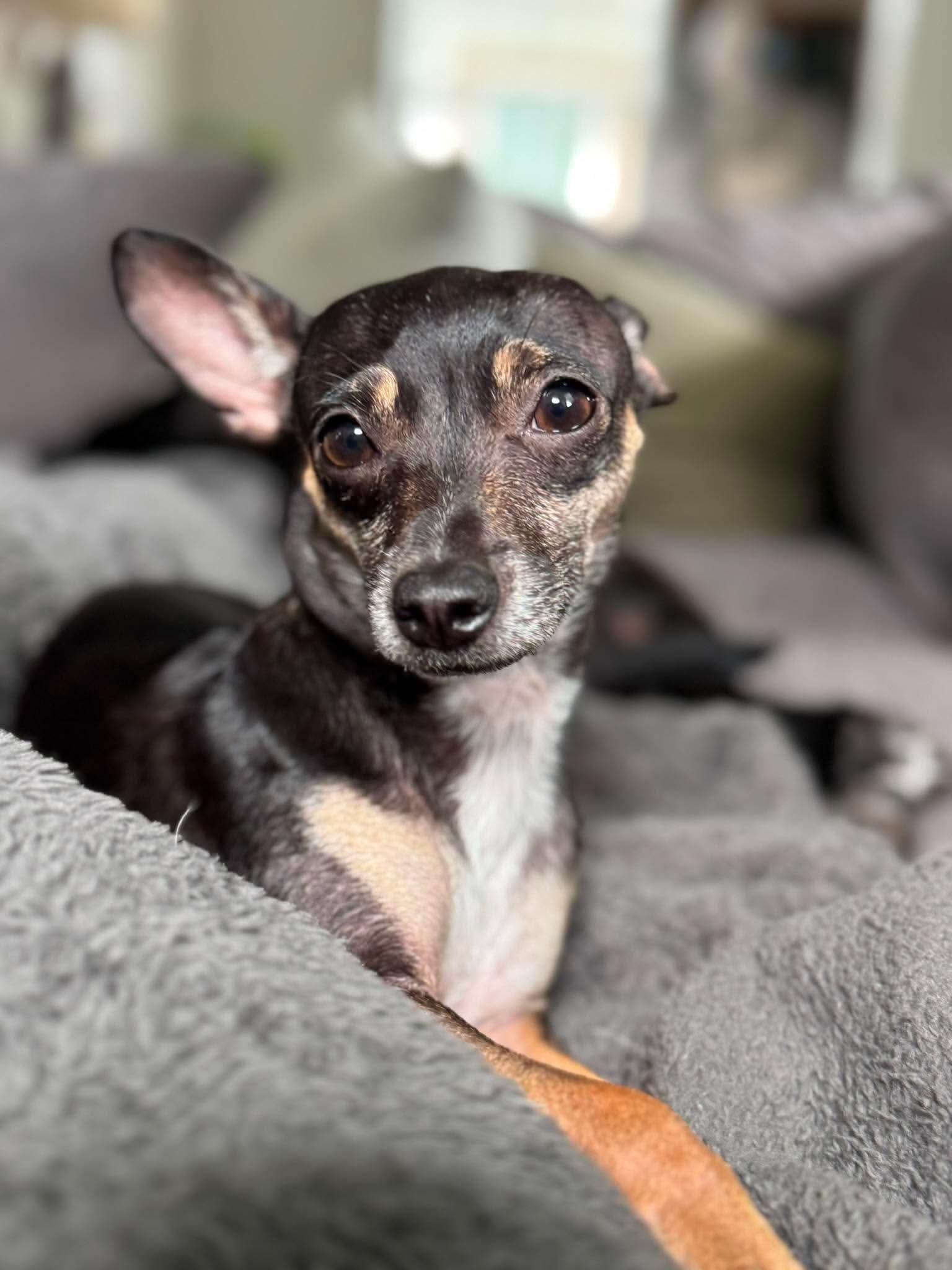 Enlarge Myla, an adoptable mixed breed in Milton, FL image 3/6