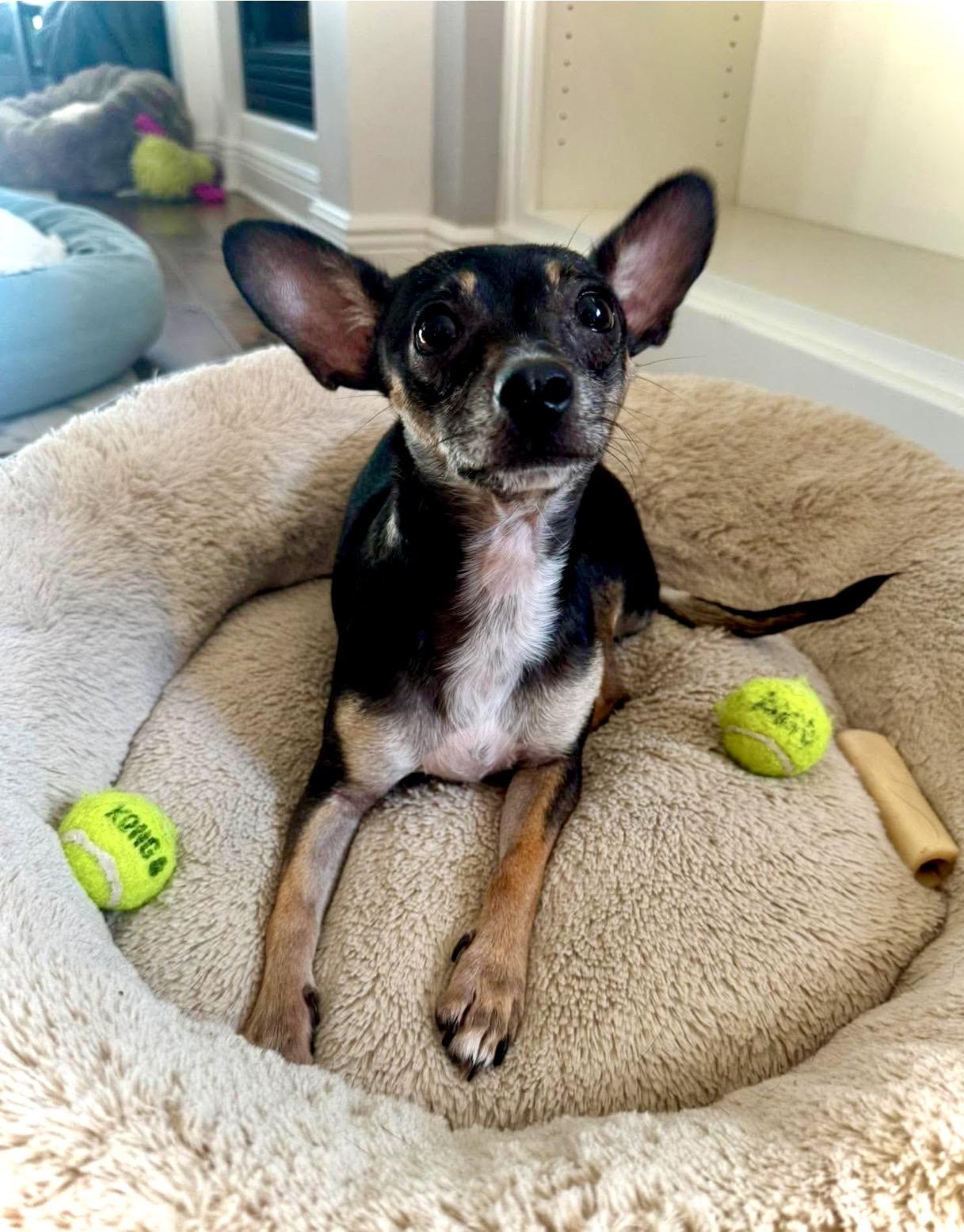 Enlarge Myla, a ADOPTABLE mixed breed in Milton, FL image 2/3