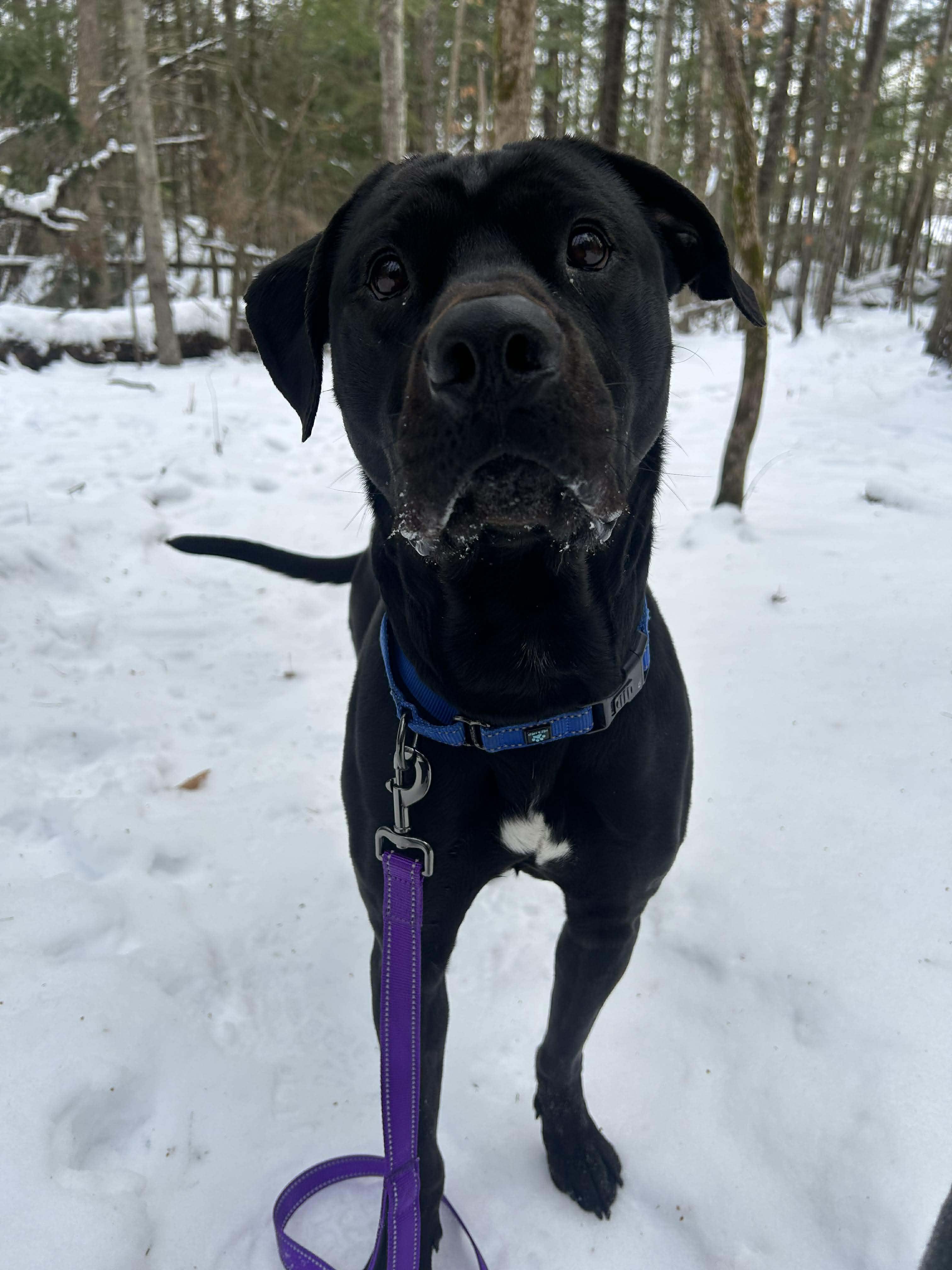 Enlarge Onyx, a ADOPTABLE mixed breed in Paris, ME image 4/6