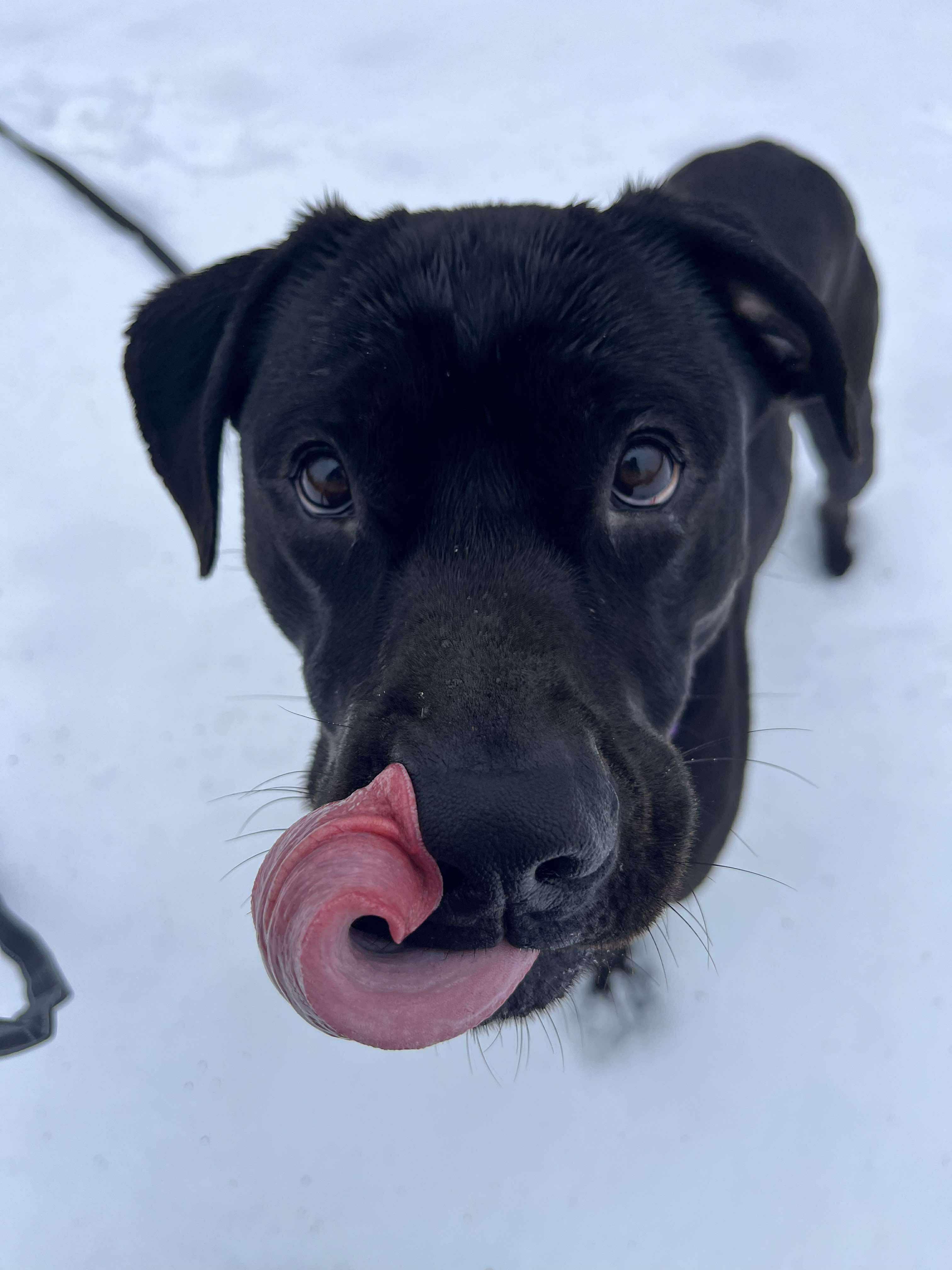Enlarge Onyx, a ADOPTABLE mixed breed in Paris, ME image 3/6