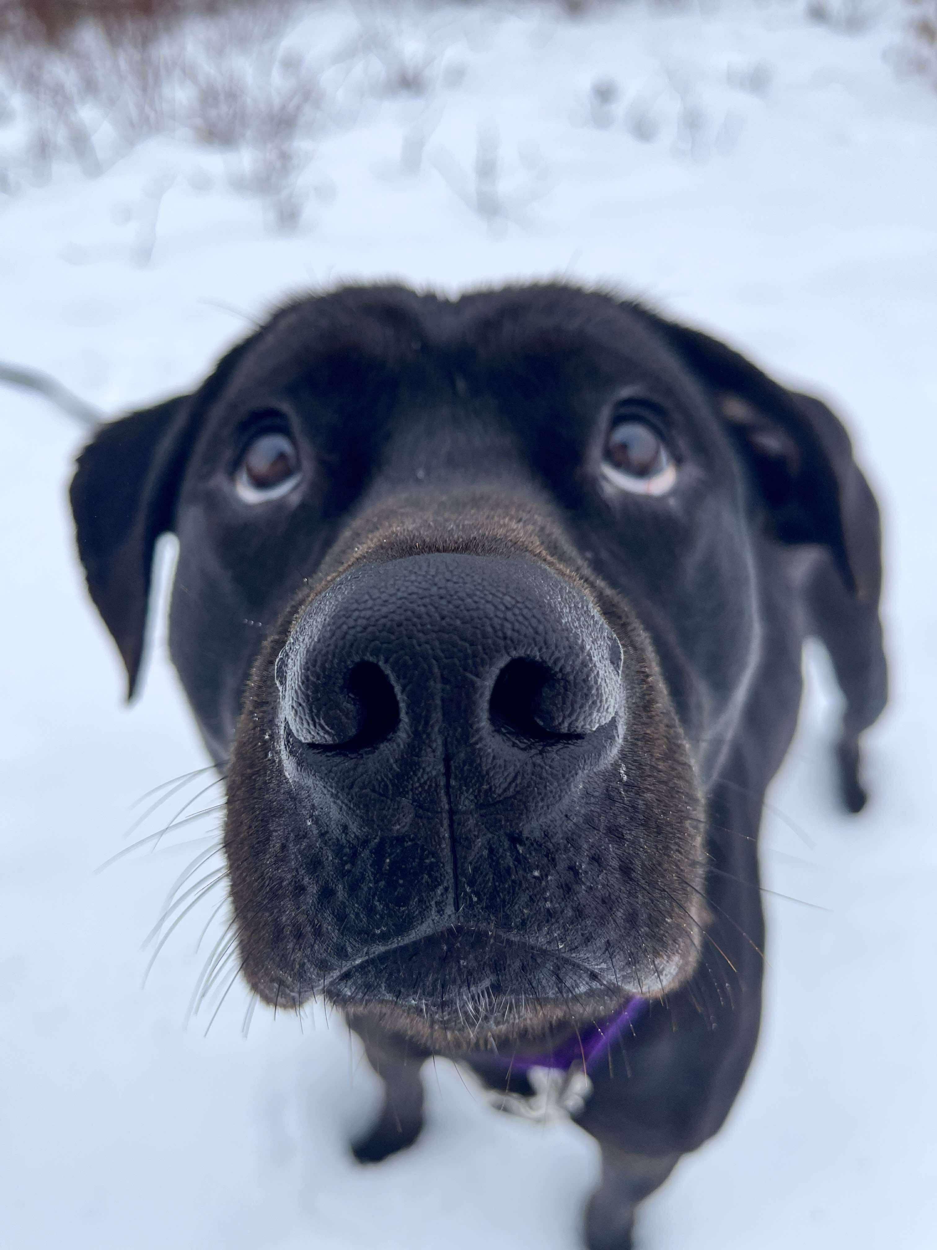Enlarge Onyx, a ADOPTABLE mixed breed in Paris, ME image 1/6