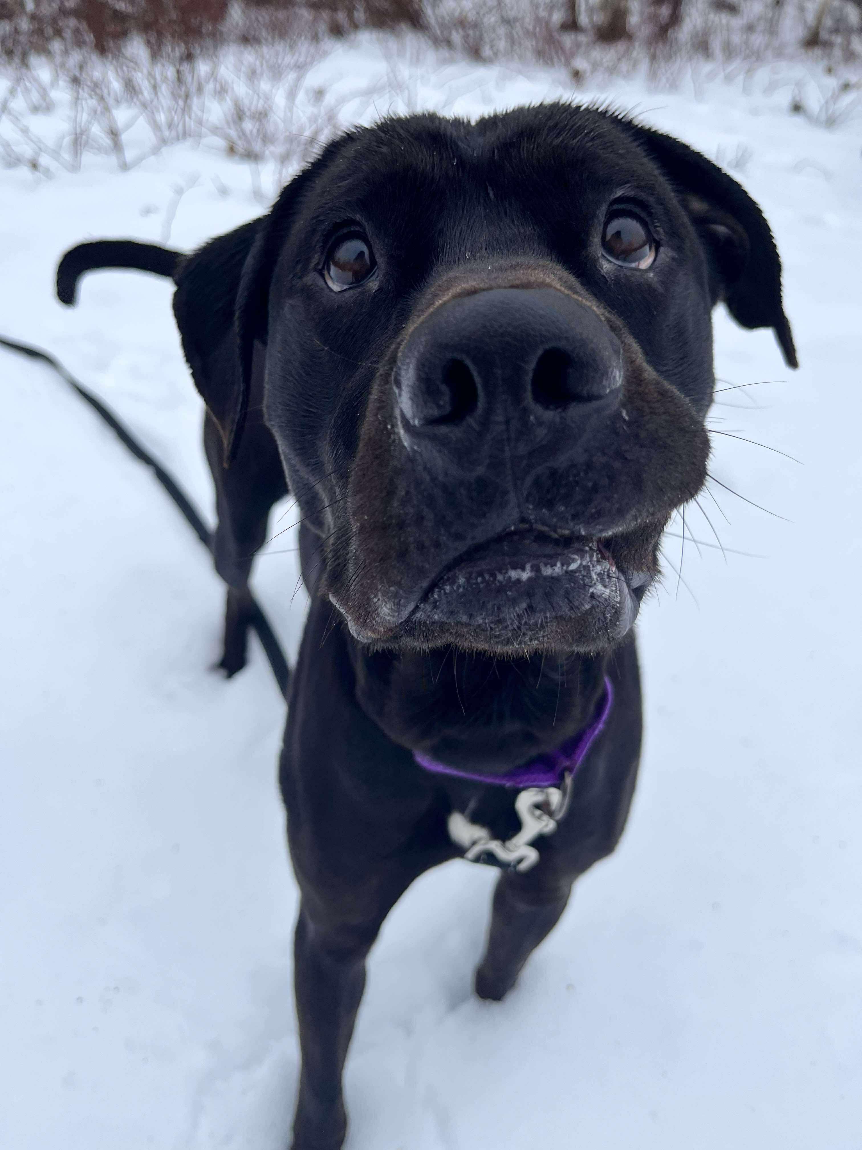 Enlarge Onyx, a ADOPTABLE mixed breed in Paris, ME image 2/6
