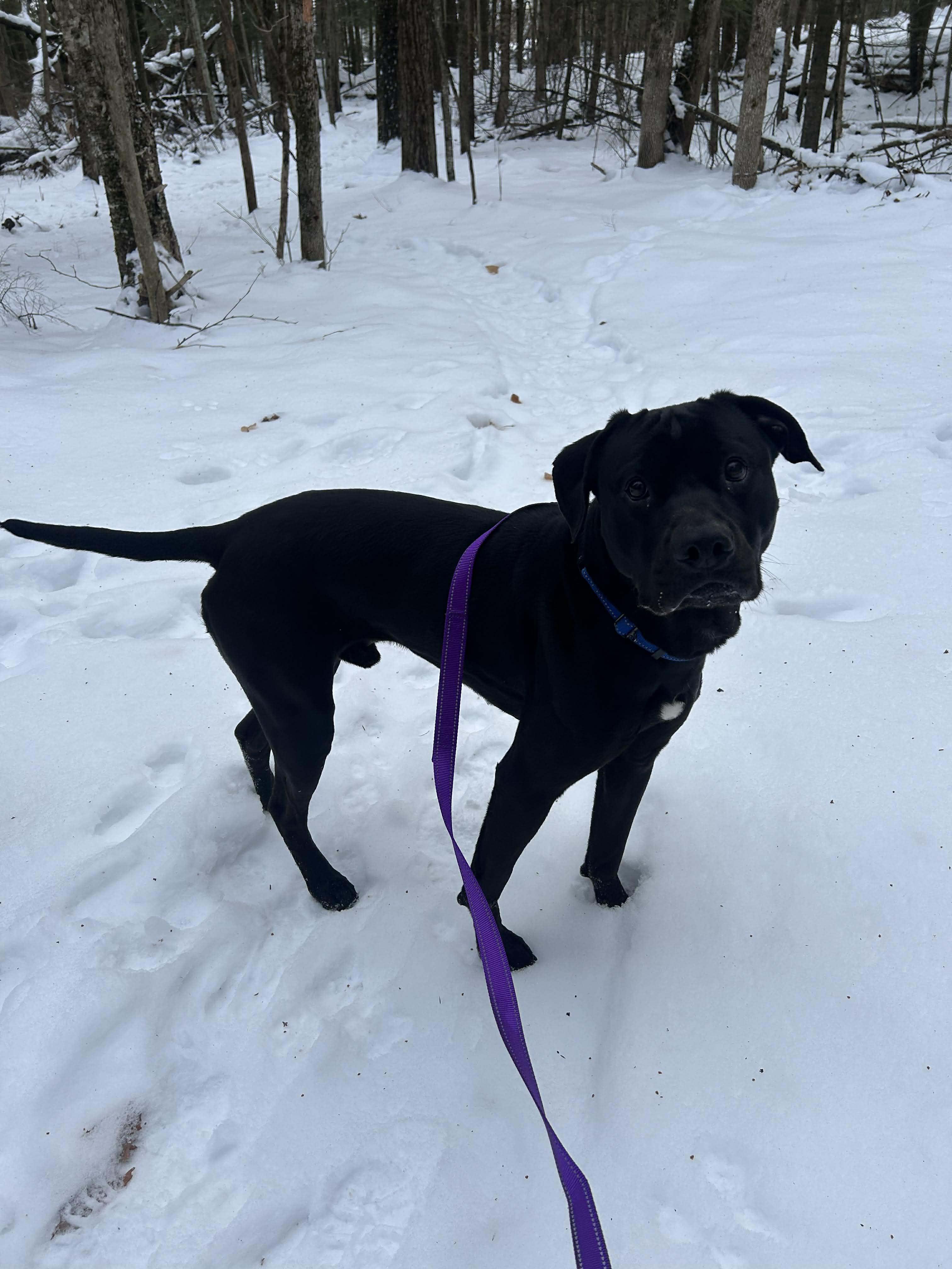 Enlarge Onyx, a ADOPTABLE mixed breed in Paris, ME image 5/6