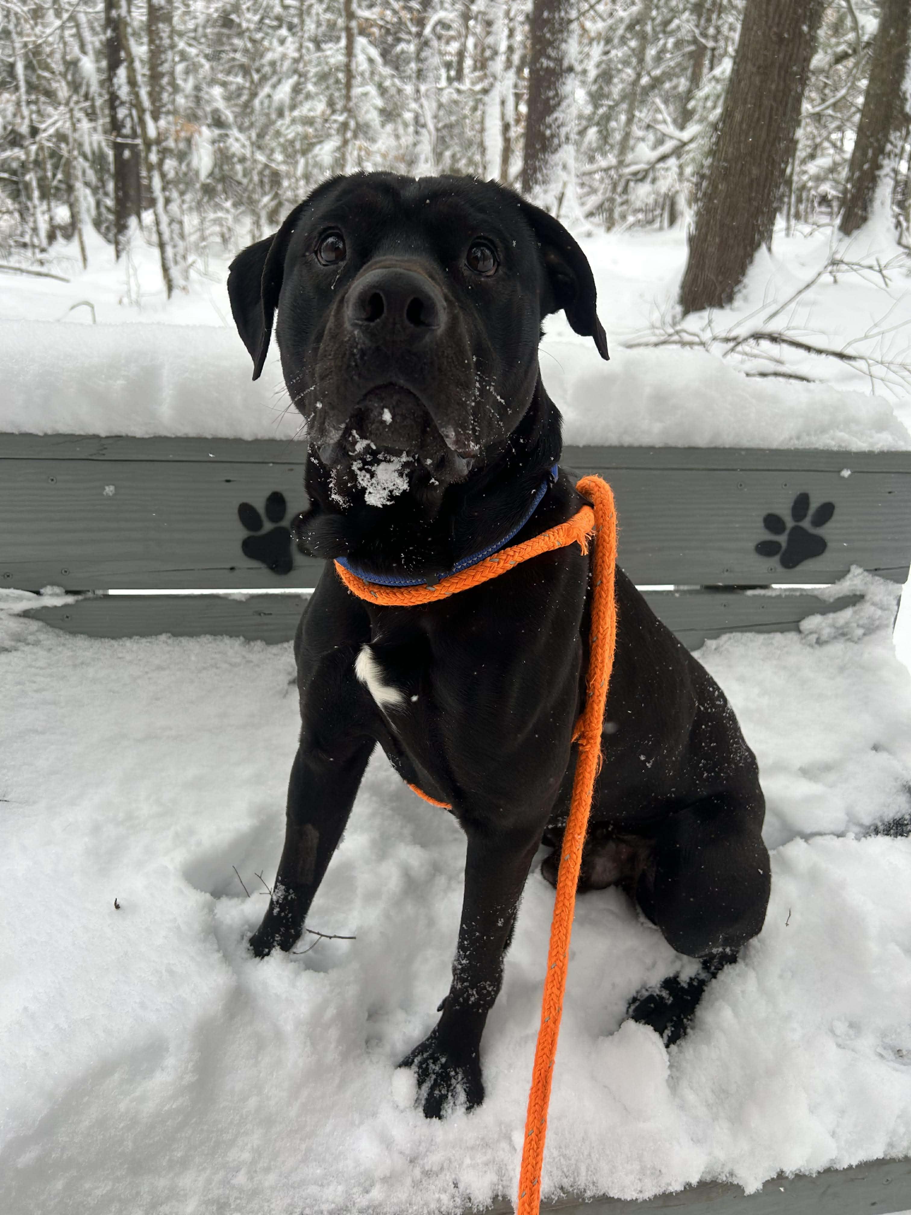 Enlarge Onyx, a ADOPTABLE mixed breed in Paris, ME image 6/6