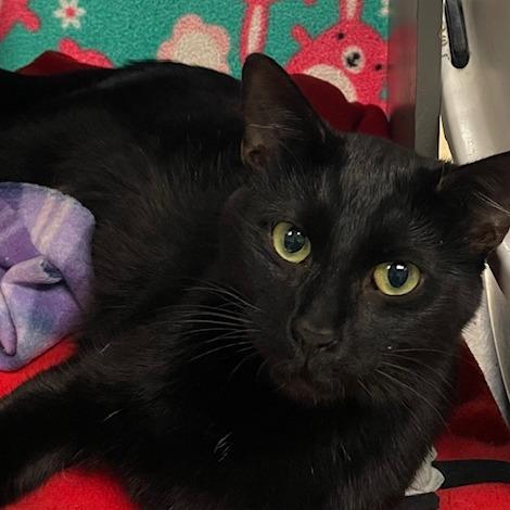 Miss Mary Mack, Adoptable, Adult Female Domestic Short Hair.