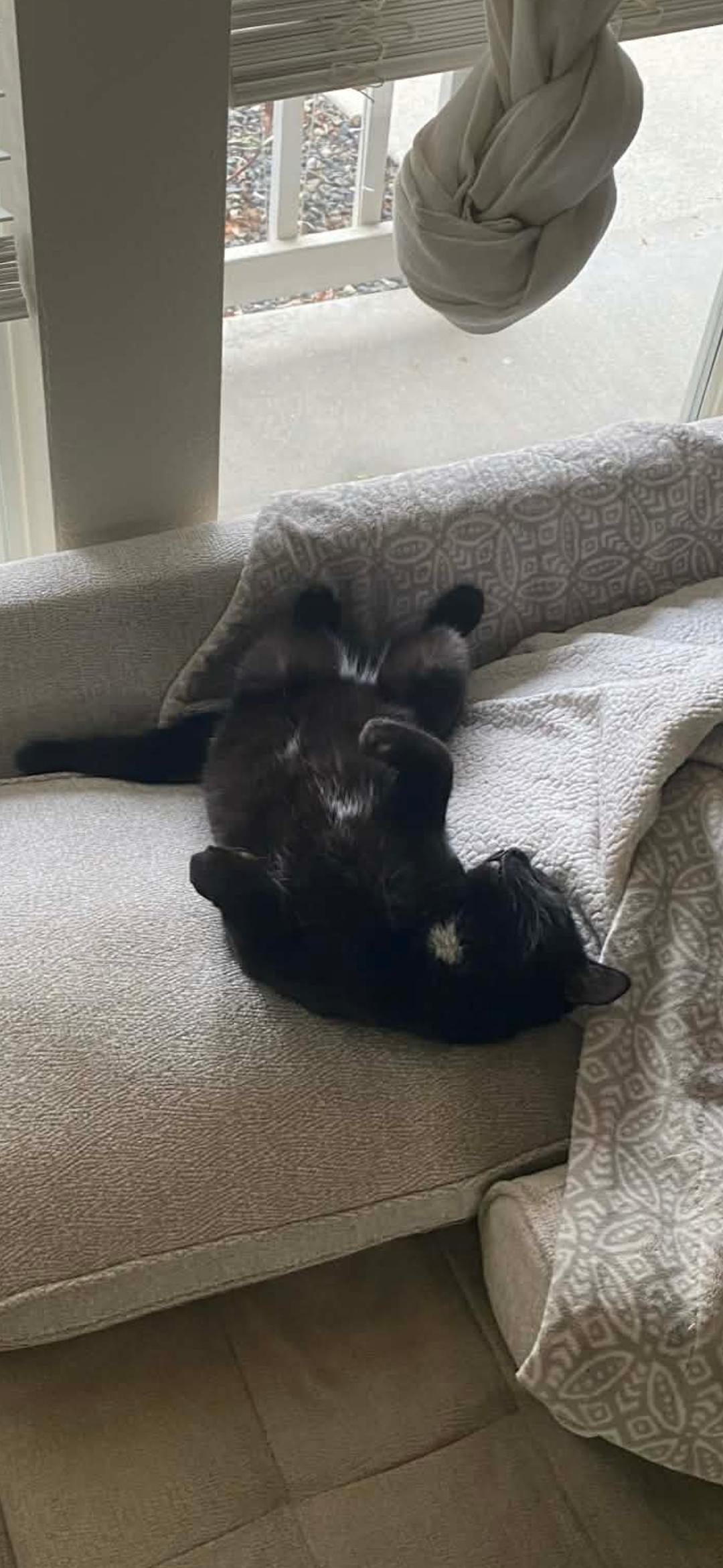 Bixby, Adoptable, Young Male American Shorthair.