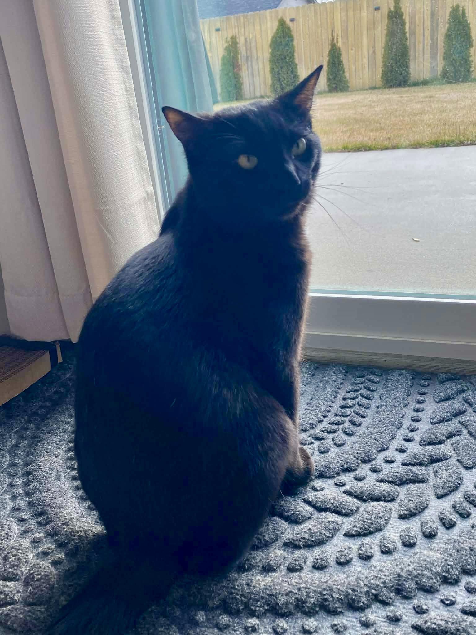 Enlarge Bixby, a Adoptable American Shorthair in Twin Falls, ID image 2/3