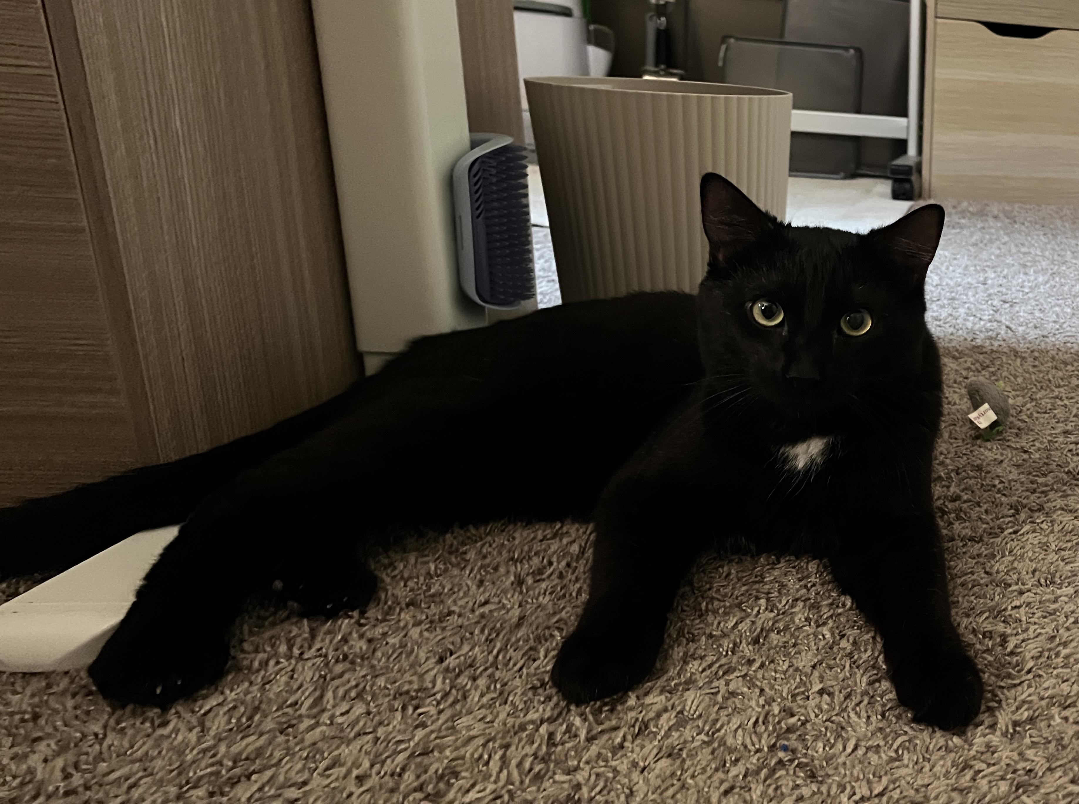 Bixby, Adoptable, Young Male American Shorthair.
