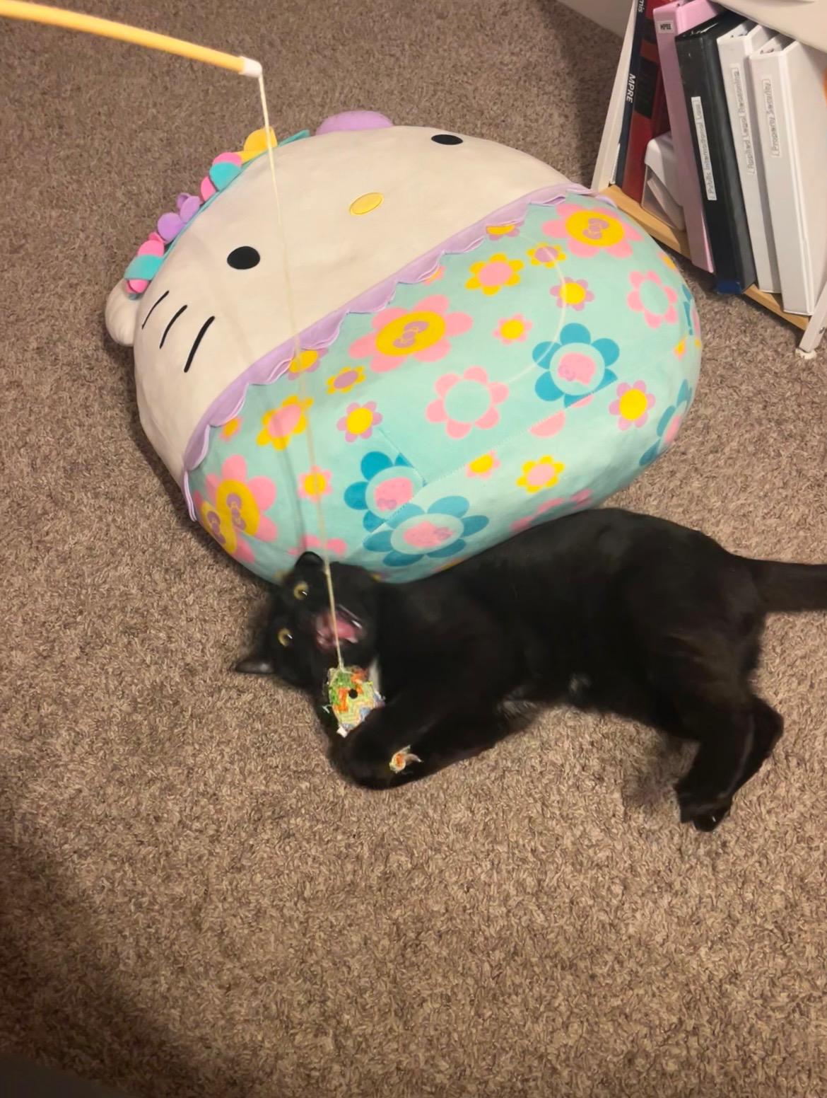 Enlarge Bixby, a Adoptable American Shorthair in Twin Falls, ID image 4/6