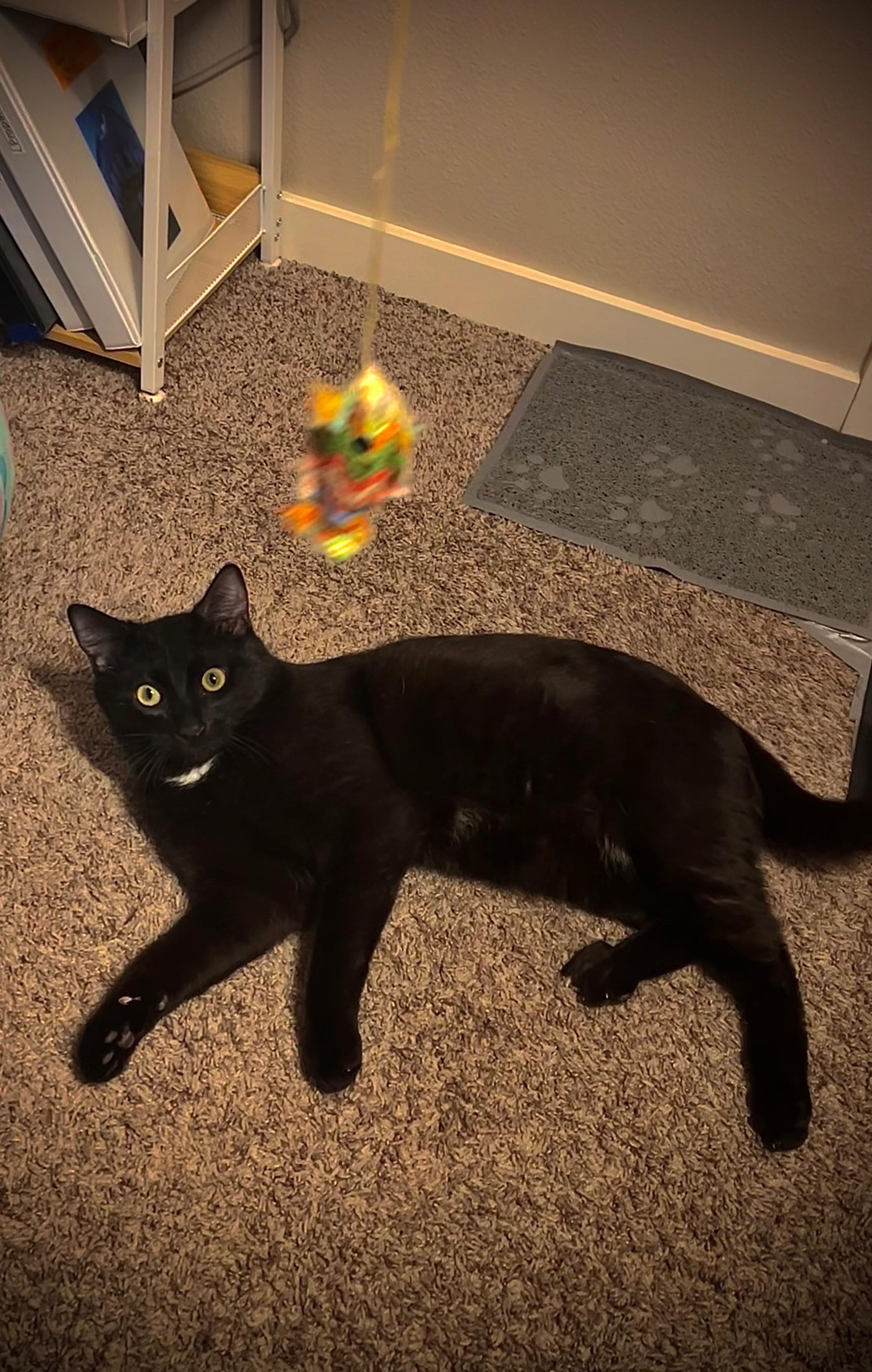 Enlarge Bixby, a Adoptable American Shorthair in Twin Falls, ID image 5/6