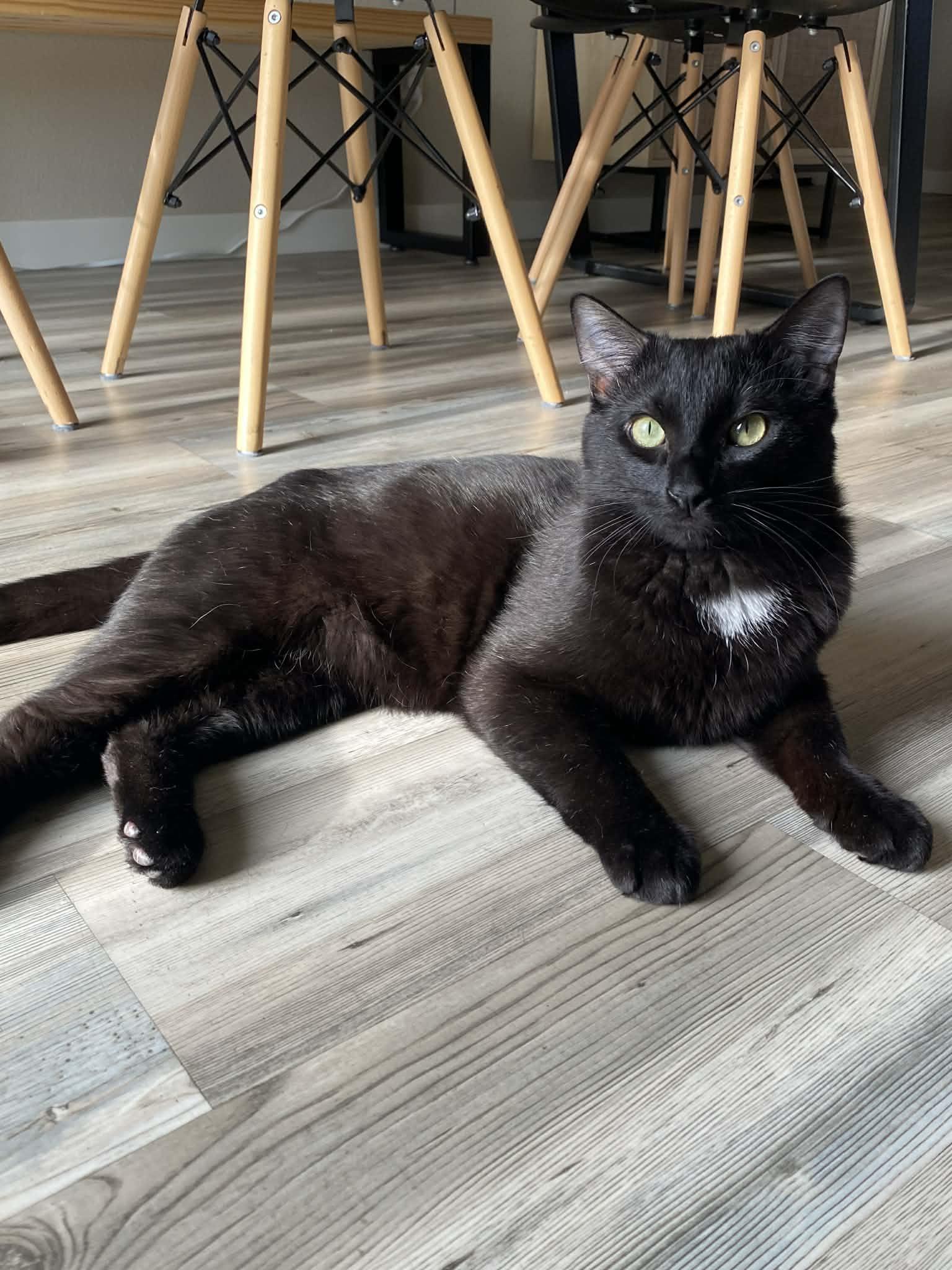 Enlarge Bixby, a Adoptable American Shorthair in Twin Falls, ID image 3/3