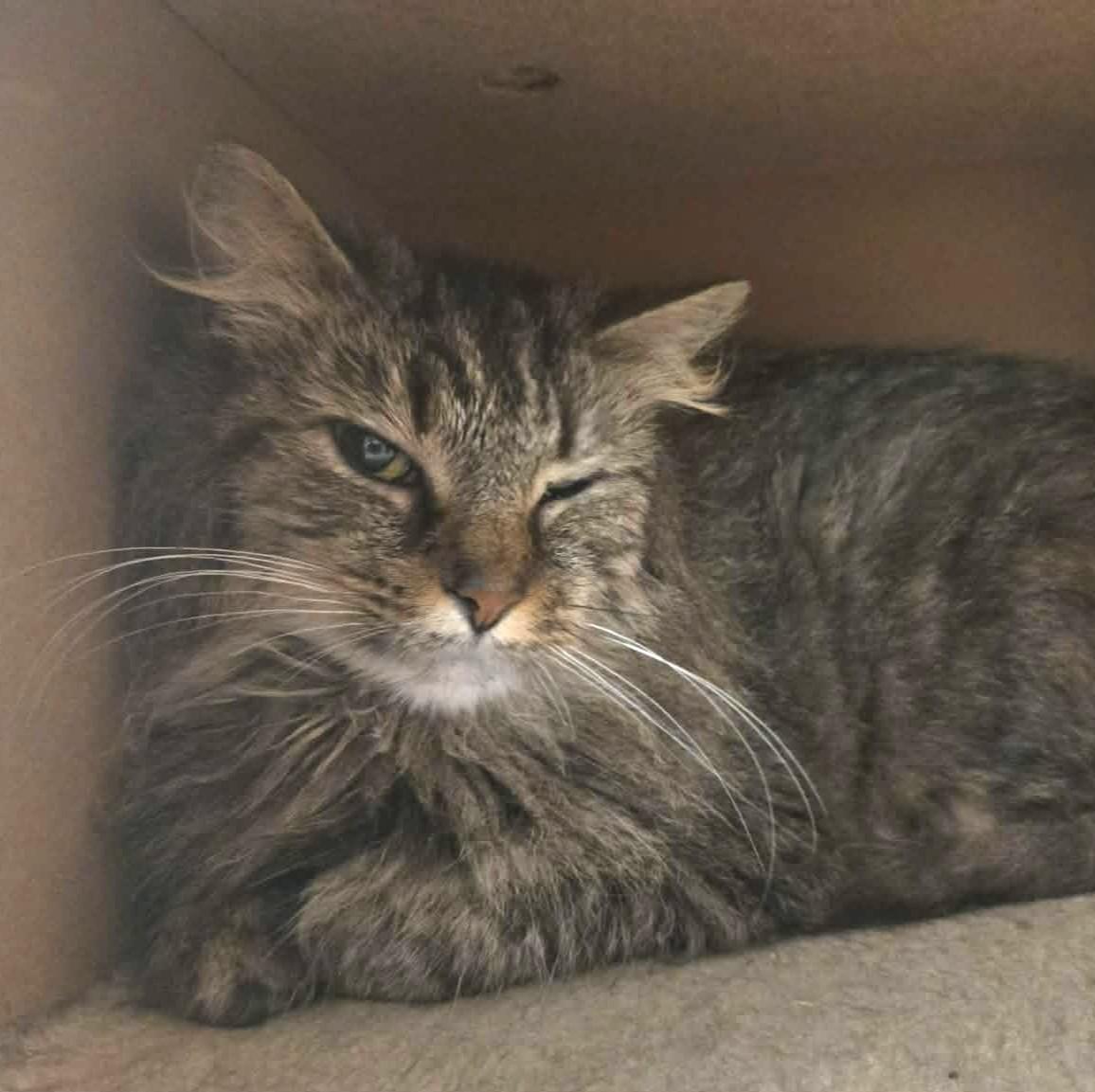 Nirvana, Adoptable, Adult Female Domestic Long Hair.