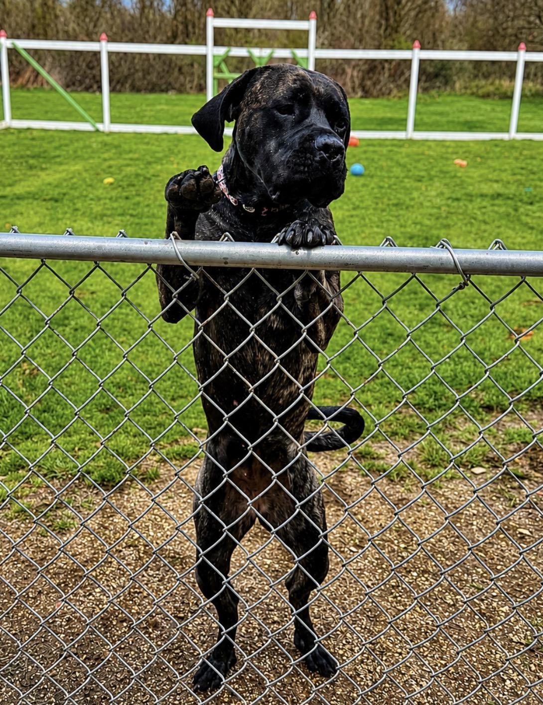 Enlarge Sequoia, a ADOPTABLE Cane Corso in Youngstown, OH image 4/5
