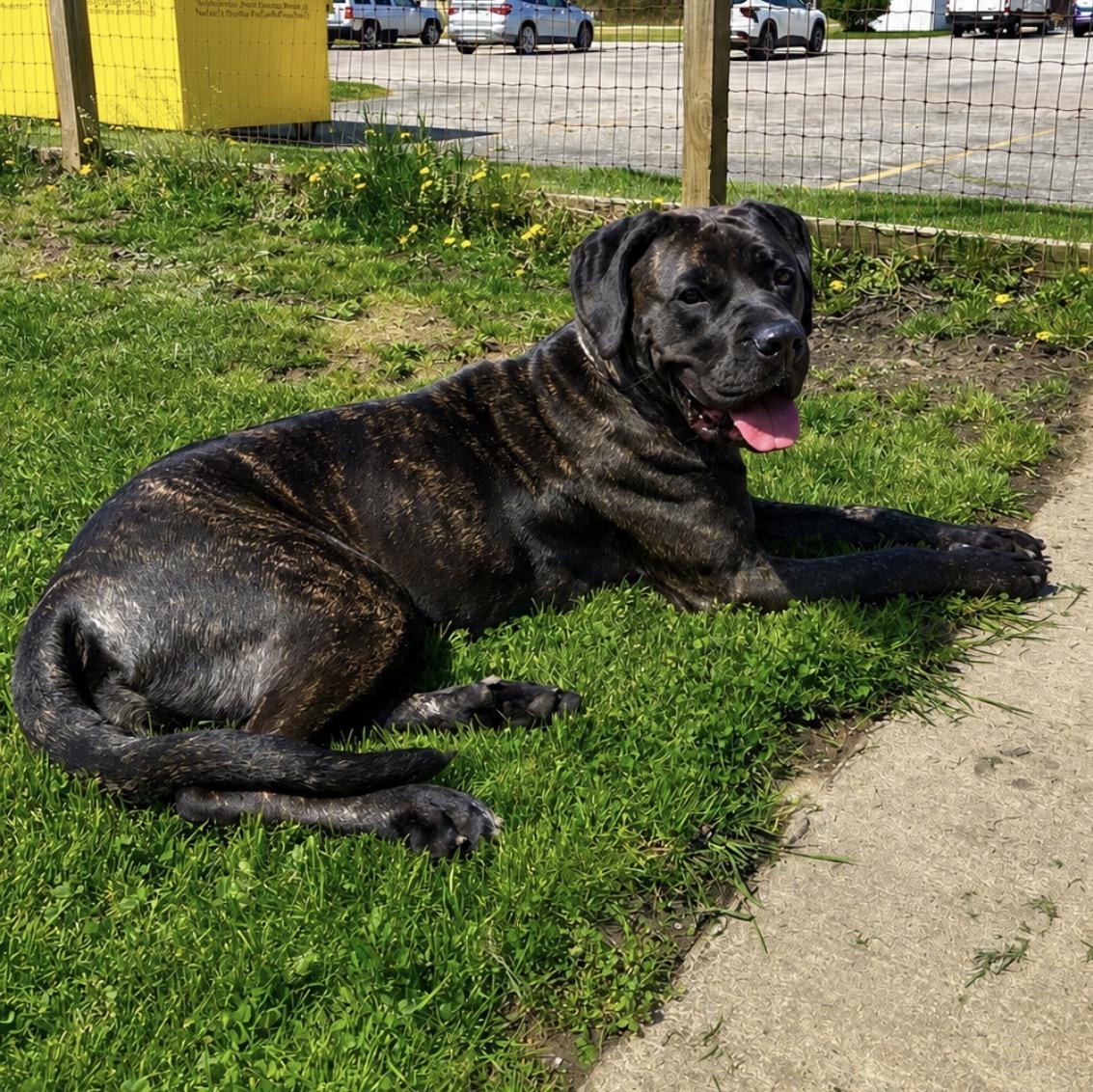 Enlarge Sequoia, a ADOPTABLE Cane Corso in Youngstown, OH image 2/5