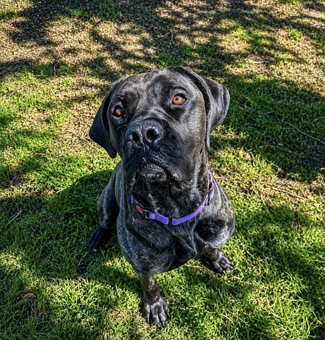 Sequoia, ADOPTABLE, Young Female Cane Corso.
