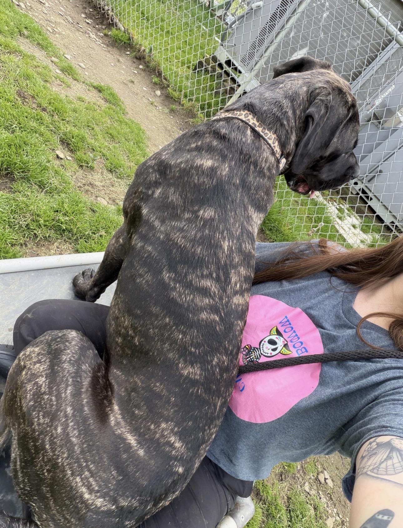 Enlarge Sequoia, a ADOPTABLE Cane Corso in Youngstown, OH image 5/5