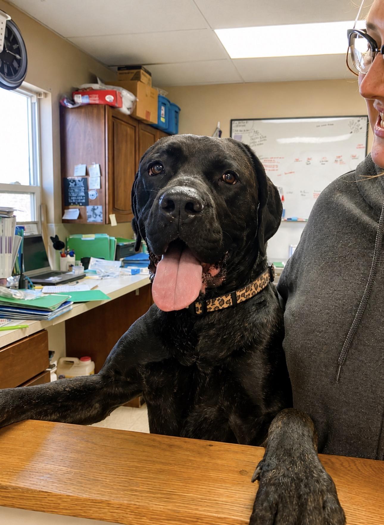 Enlarge Sequoia, a ADOPTABLE Cane Corso in Youngstown, OH image 3/5